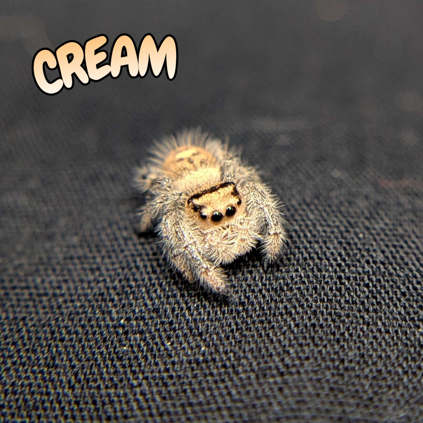 Regal Jumping Spider "Cream"