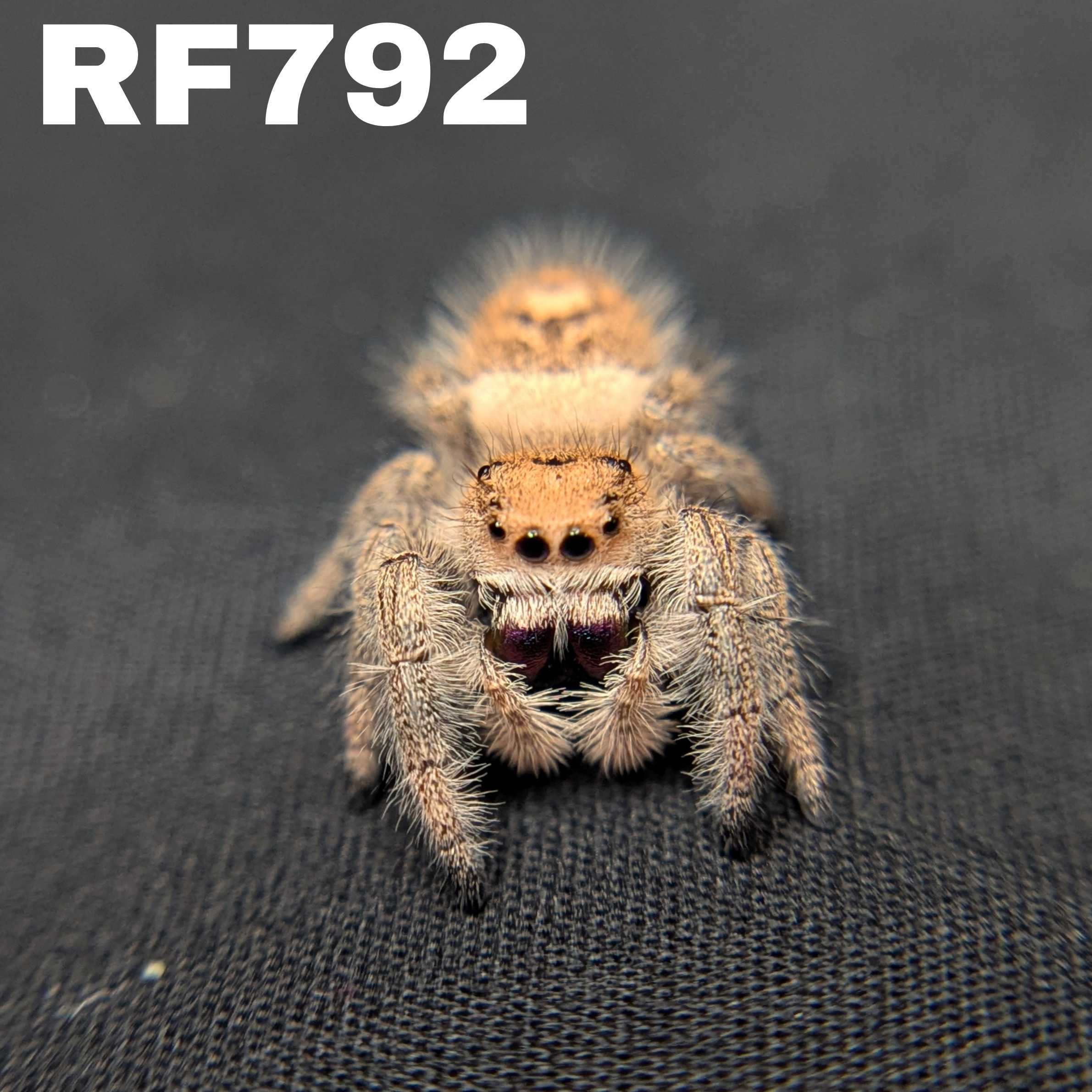 Regal Jumping Spider "Pasta"