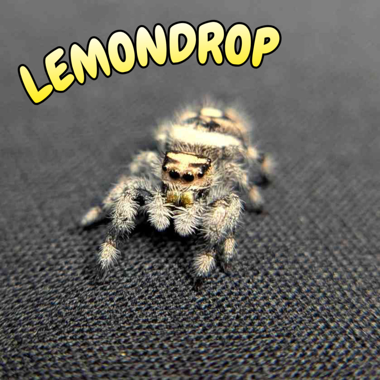Regal Jumping Spider "Lemondrop"