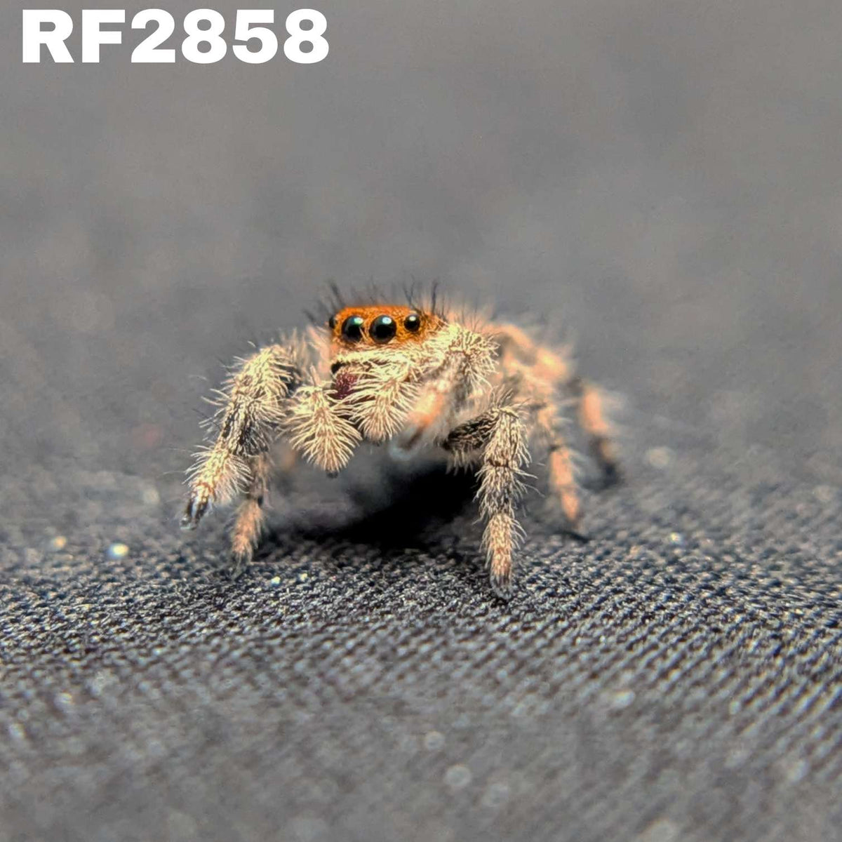 Regal Jumping Spider "Pink Lemonade"