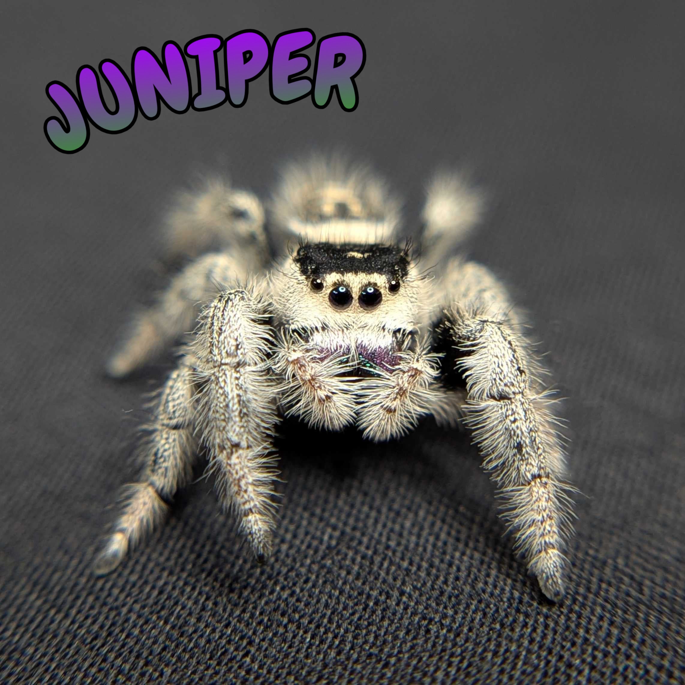 Regal Jumping Spider "Juniper"