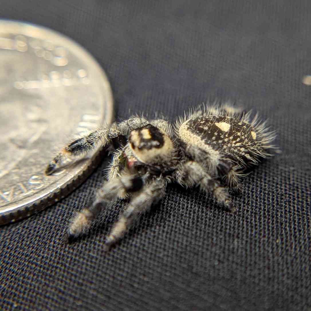 Regal Jumping Spider "Macaron"