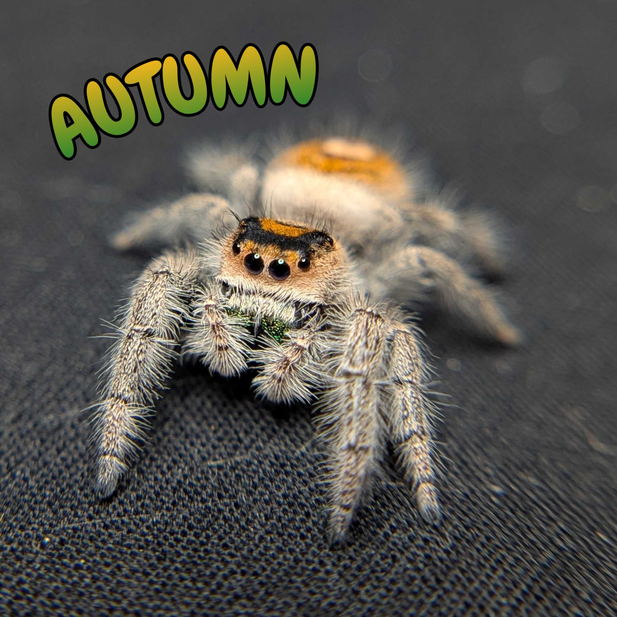 Regal Jumping Spider "Autumn"