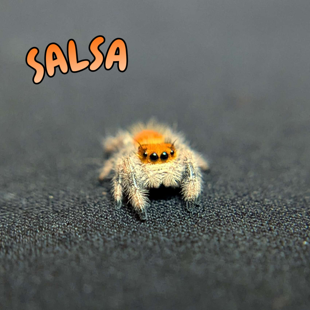 Regal Jumping Spider "Salsa"