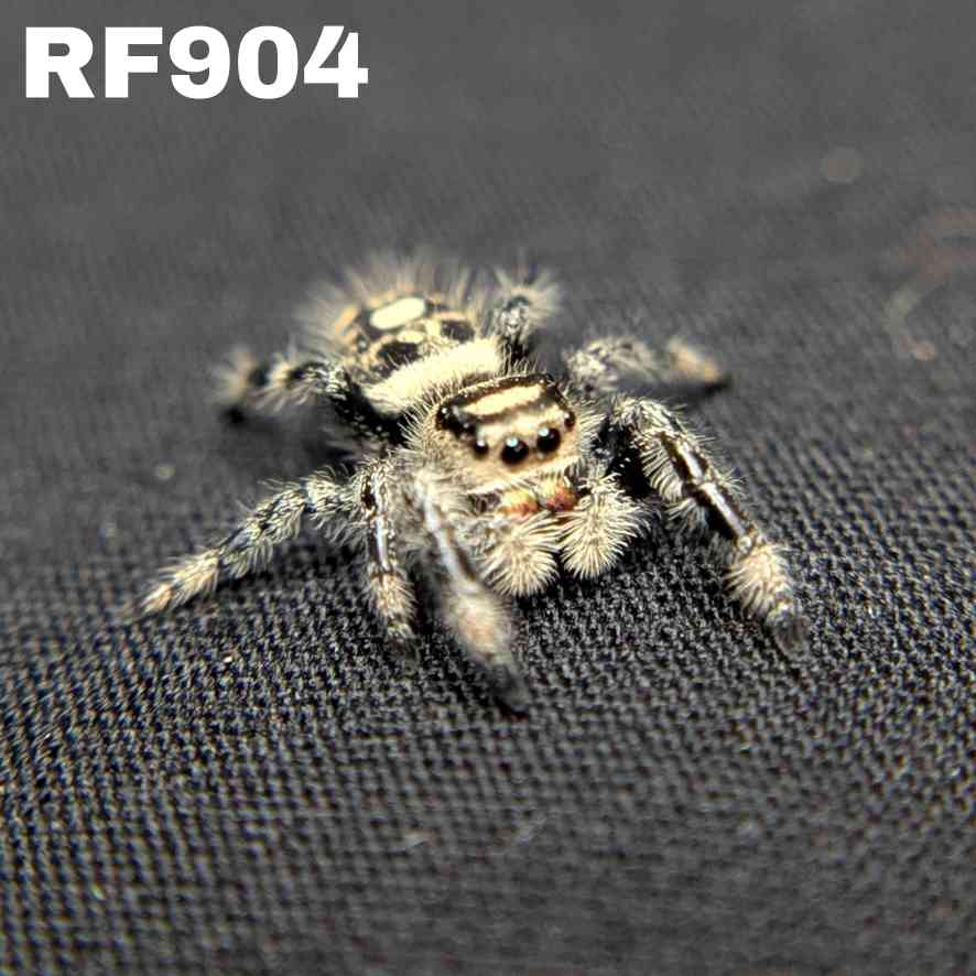 Regal Jumping Spider "Garnet"