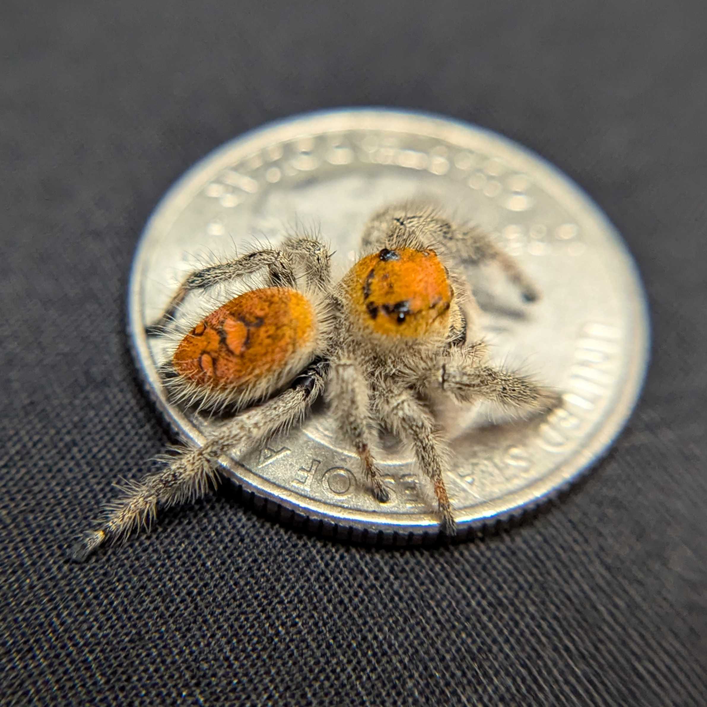 Regal Jumping Spider “Paprika”
