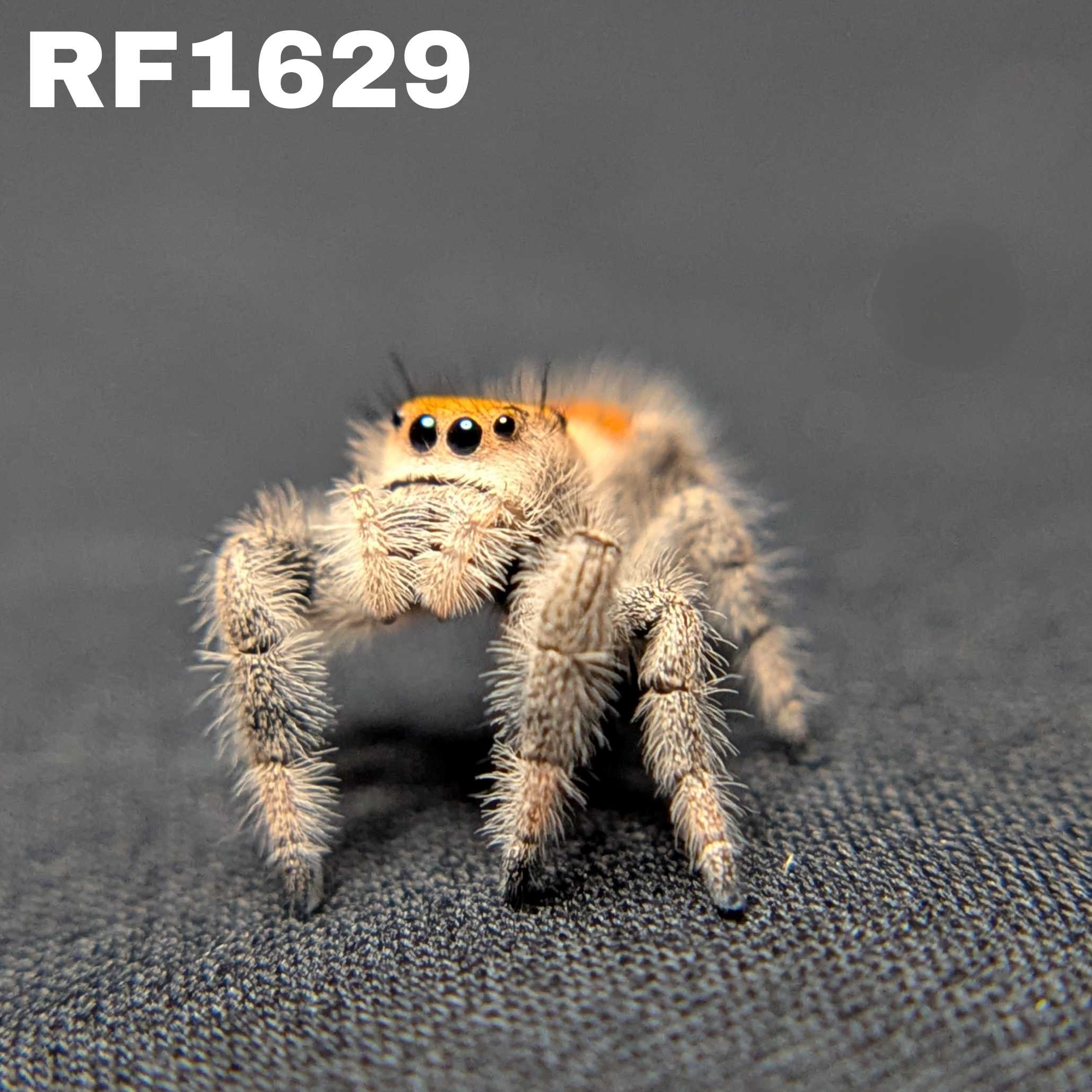 Regal Jumping Spider "Marmalade"