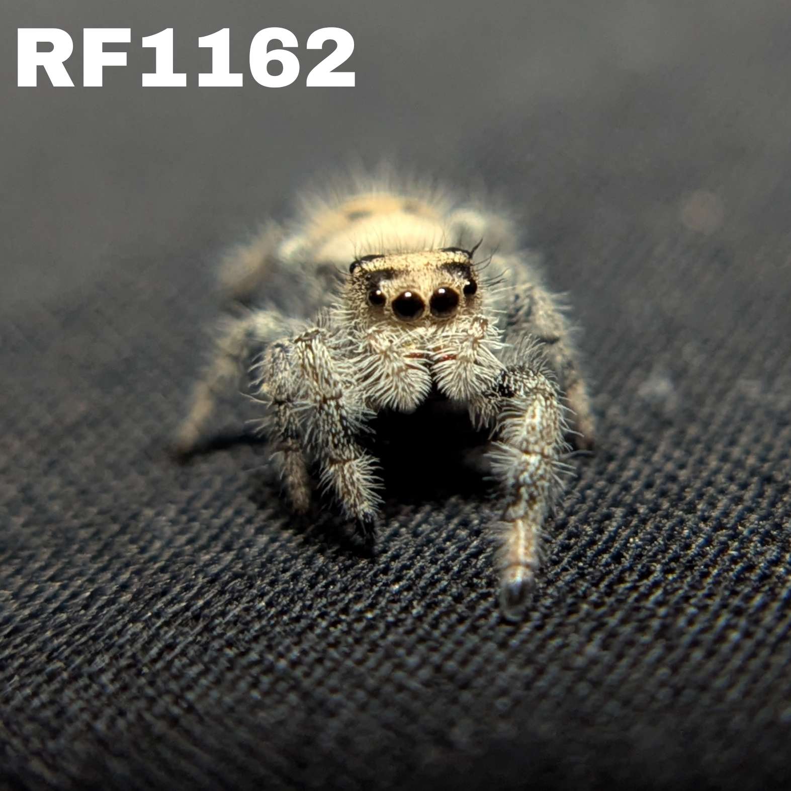 Regal Jumping Spider "Corn"