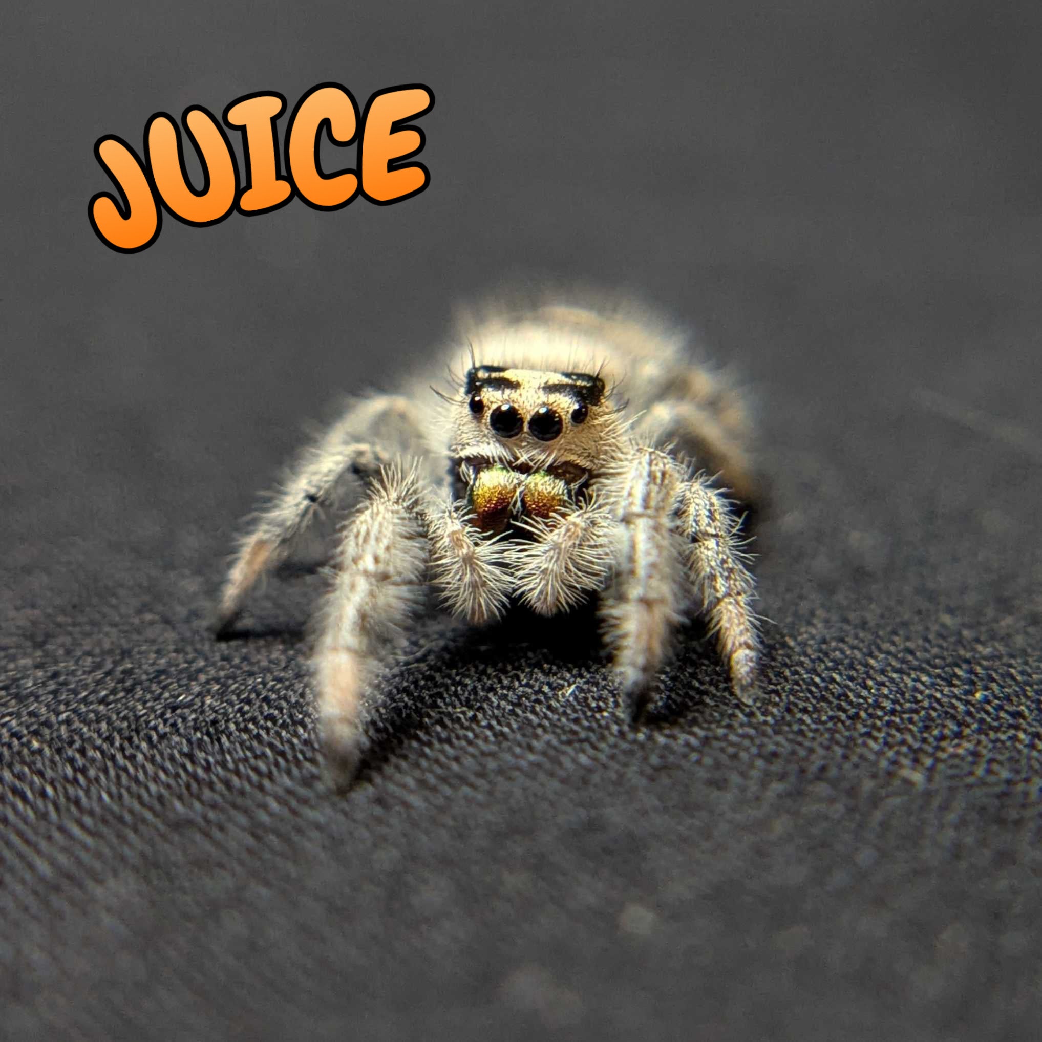 Regal Jumping Spider "Juice"