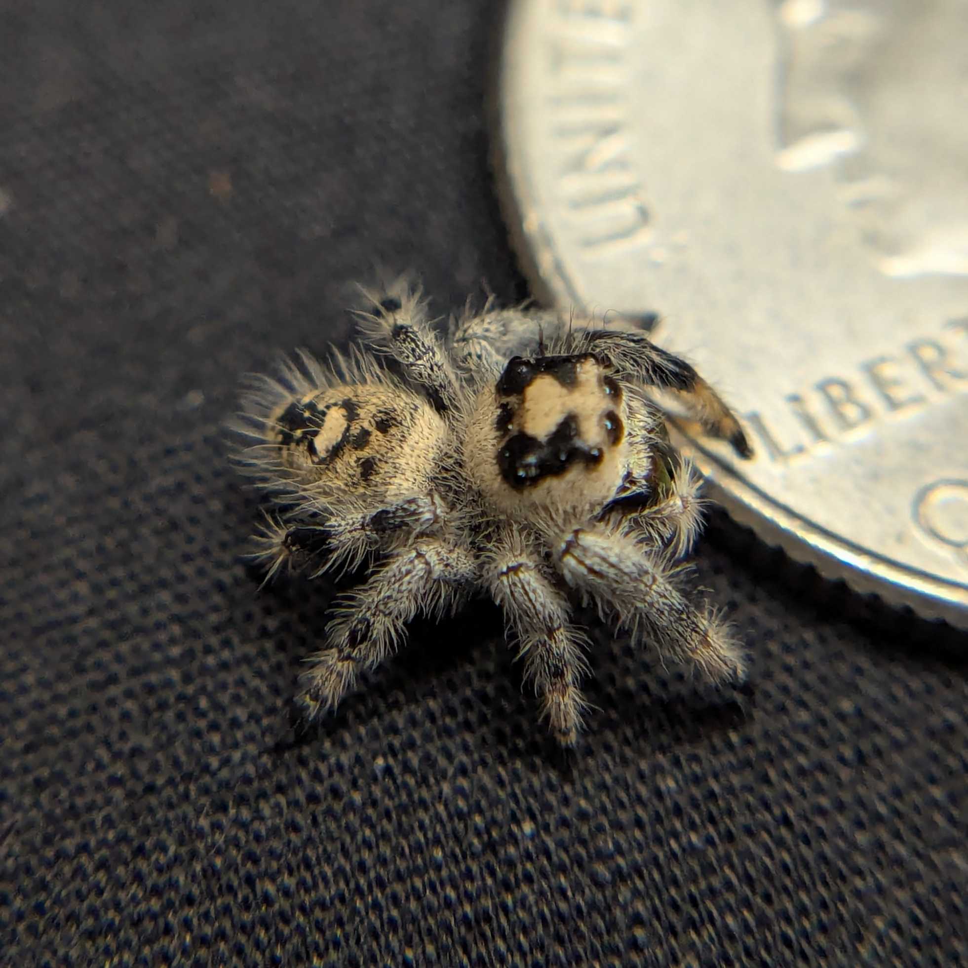 Regal Jumping Spider “Magma”