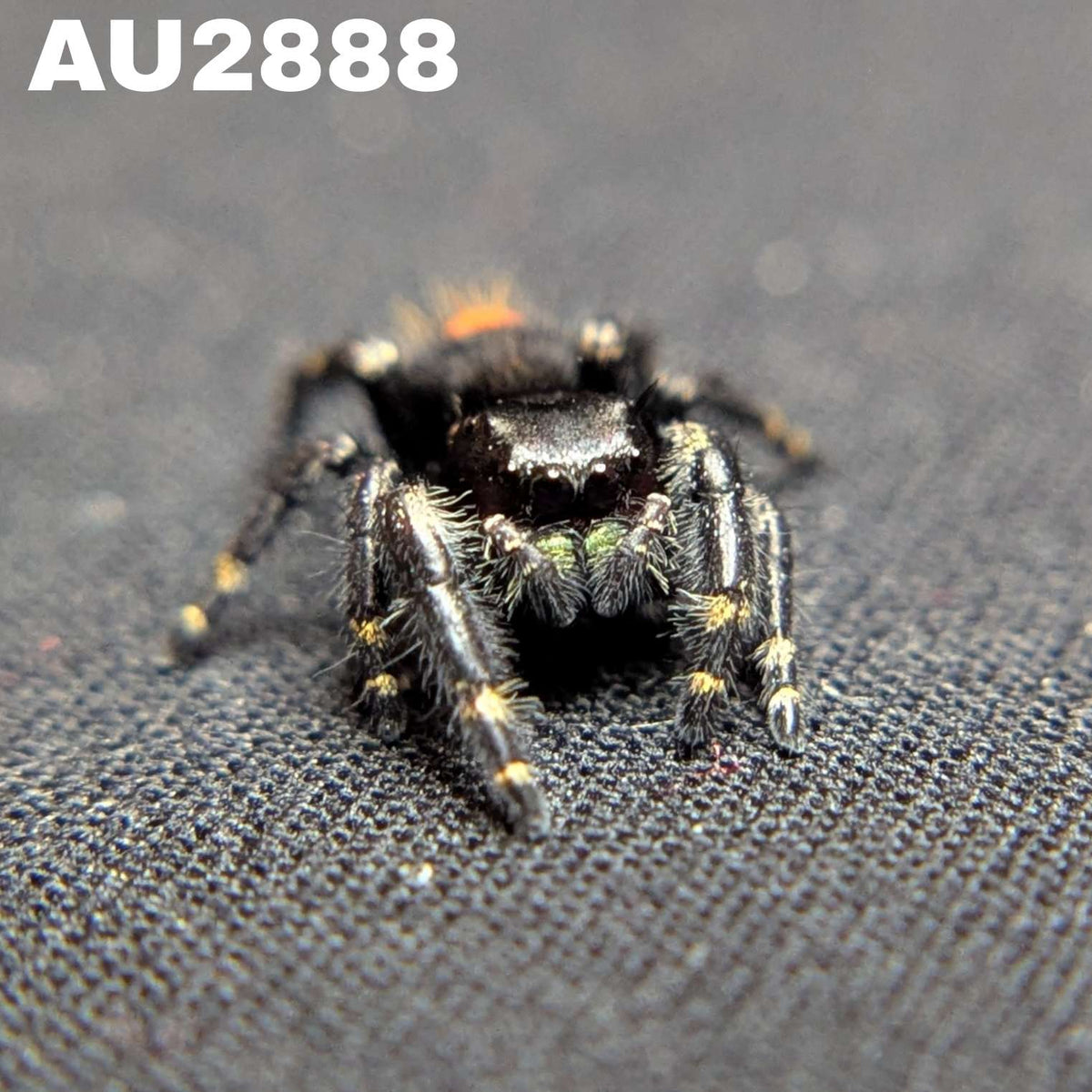 Audax Bryantae Jumping Spider "Galaxy" FUSED SPOT