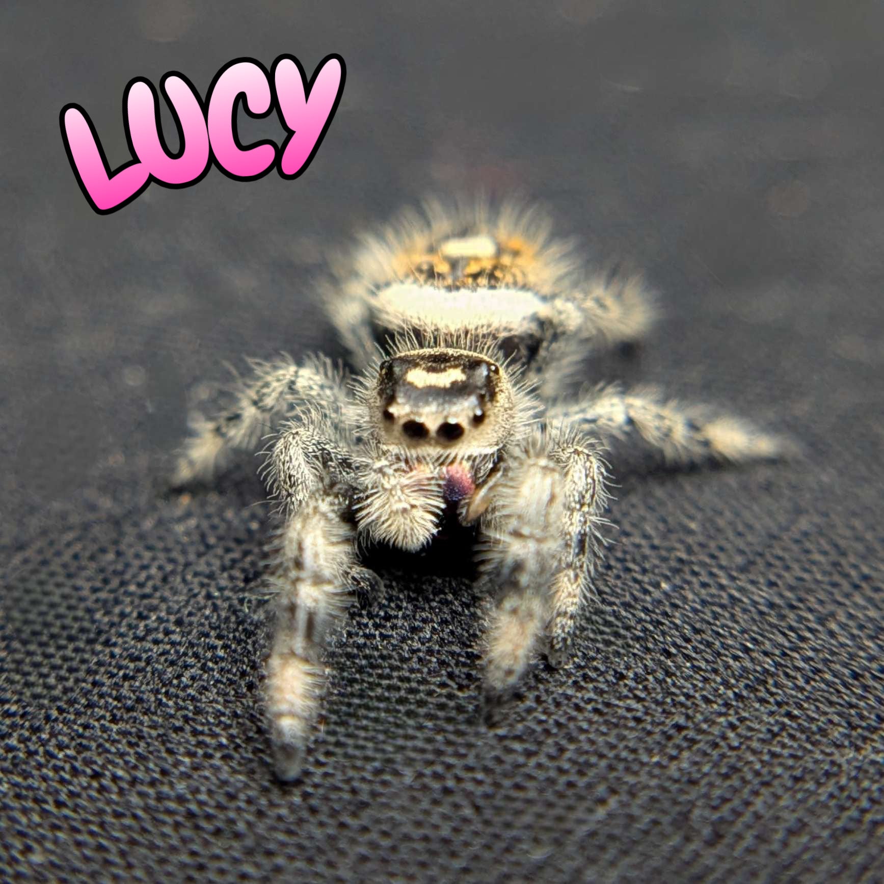 Regal Jumping Spider "Lucy”