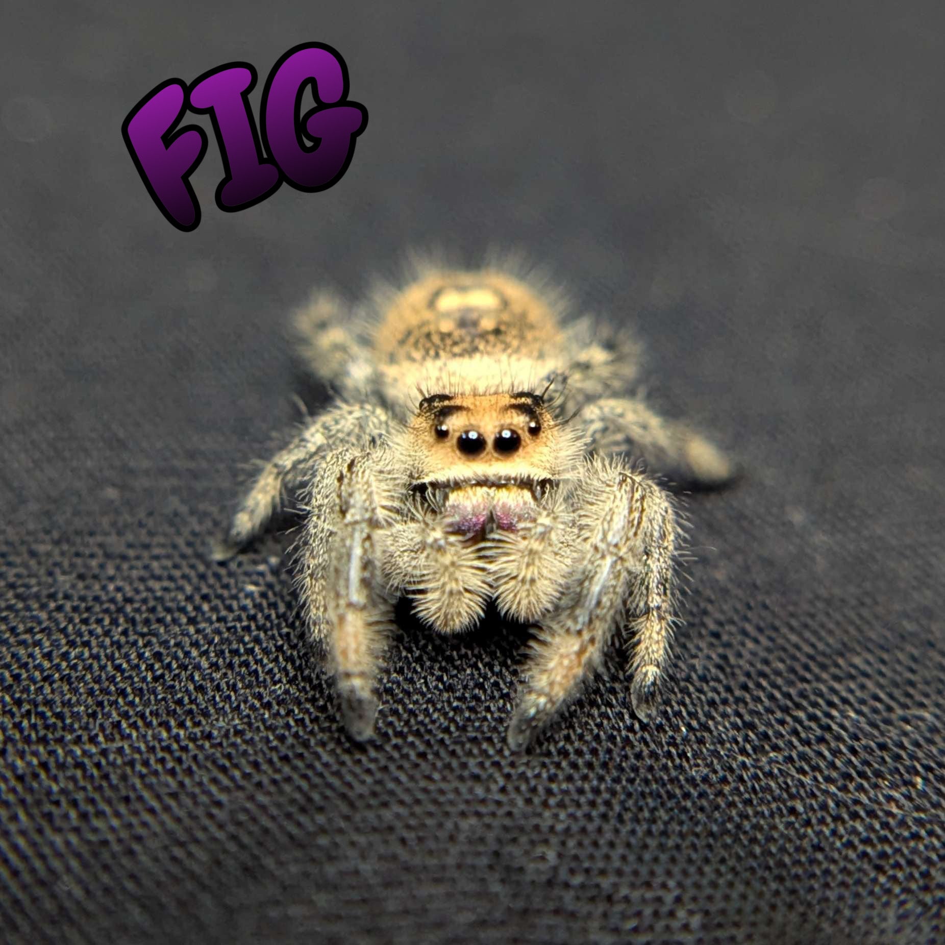 Regal Jumping Spider "Fig"