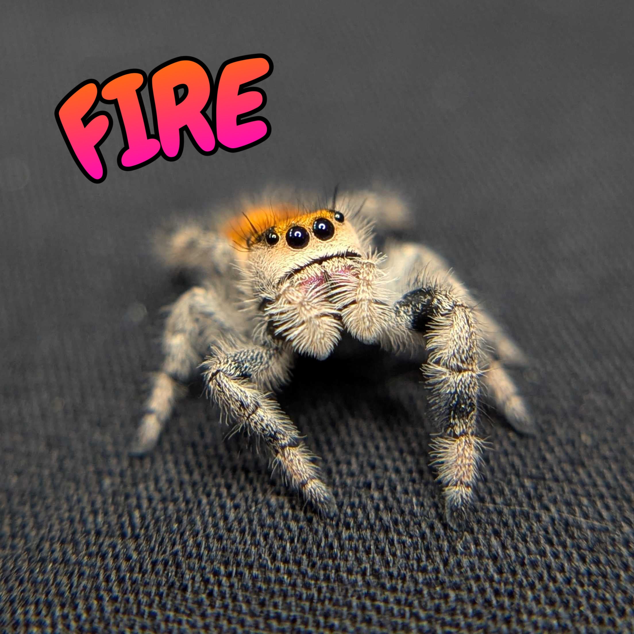 Regal Jumping Spider "Fire"