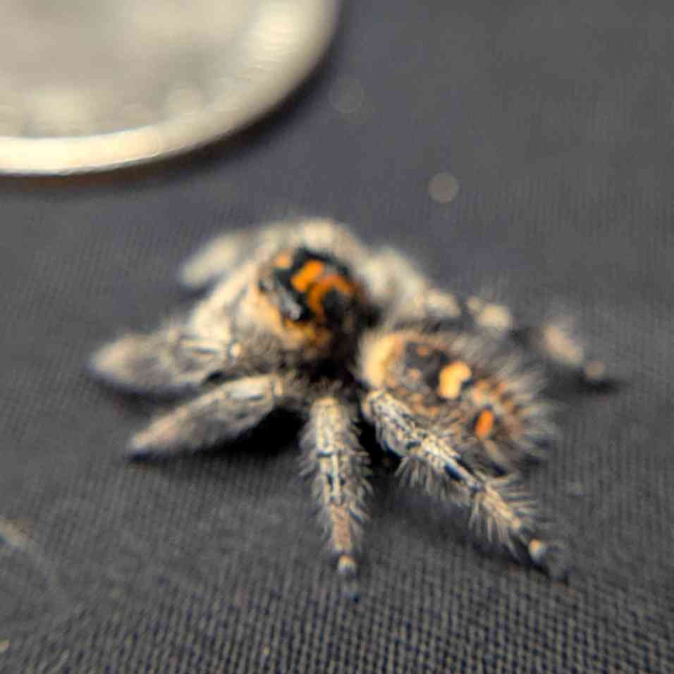Regal Jumping Spider "Berry Puff"