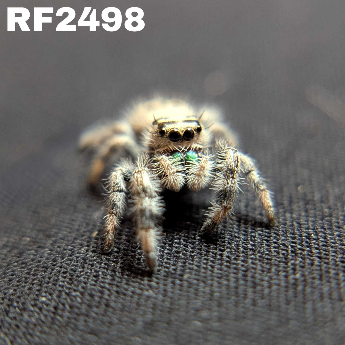 Regal Jumping Spider "Starlight"
