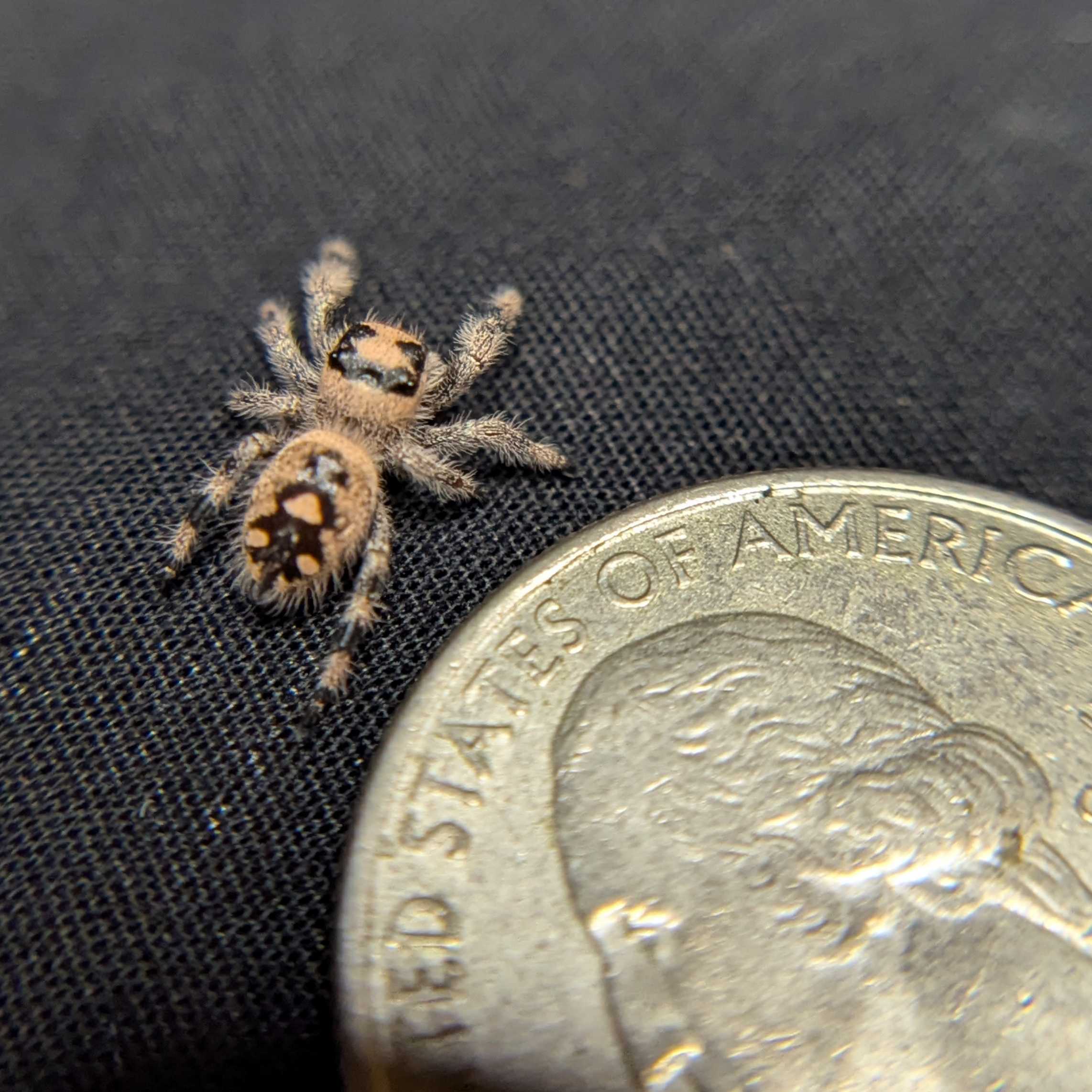 Regal Jumping Spider "Cake"