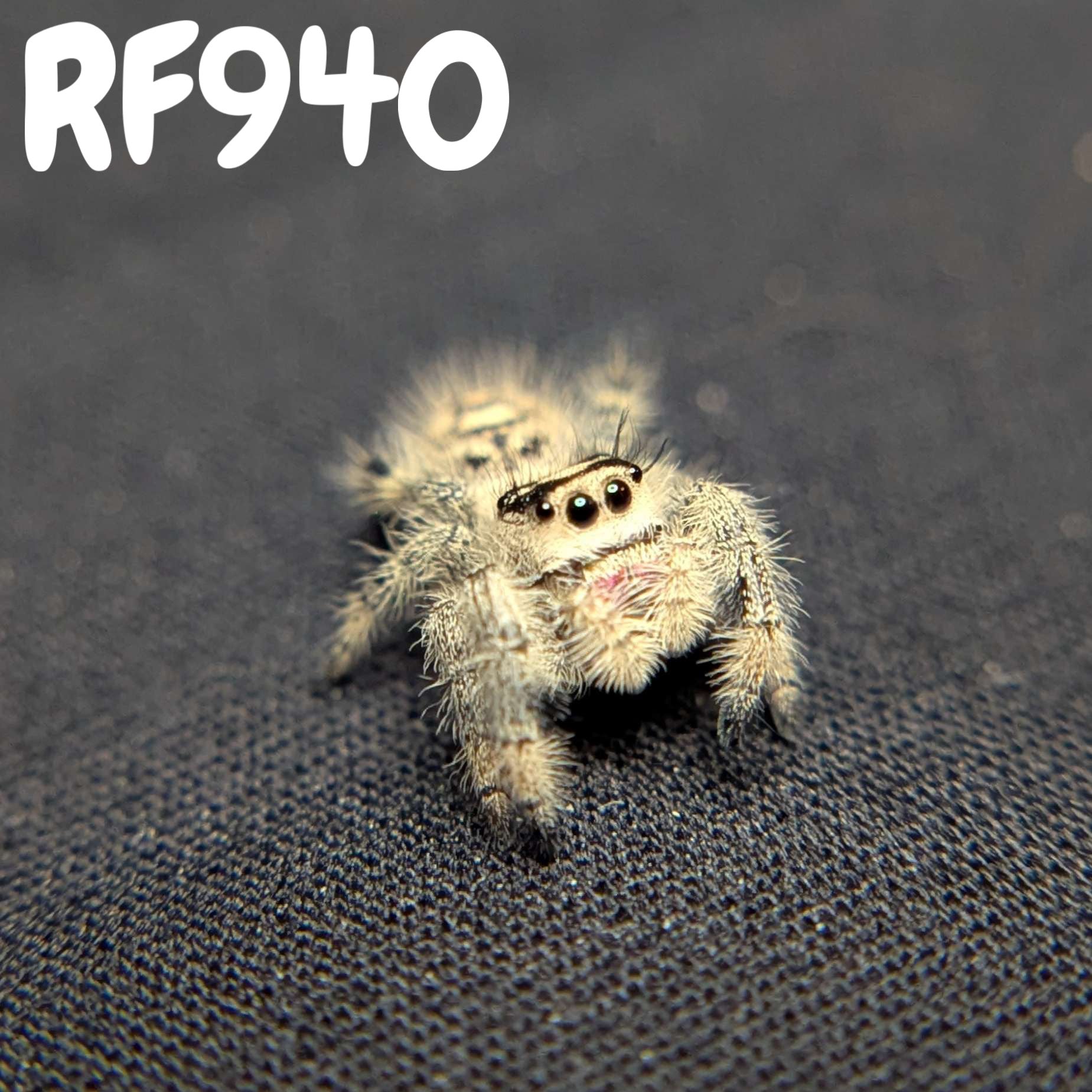 Regal Jumping Spider "Cotton"
