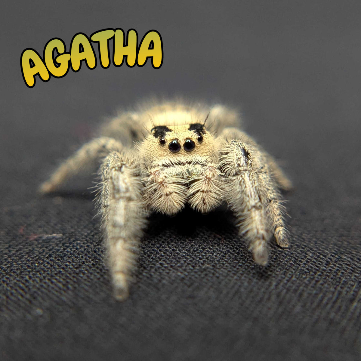 Regal Jumping Spider “Agatha”