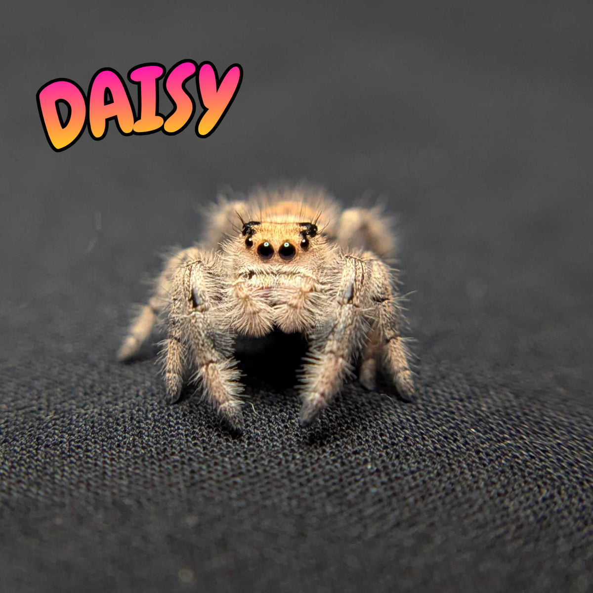 Regal Jumping Spider "Daisy"