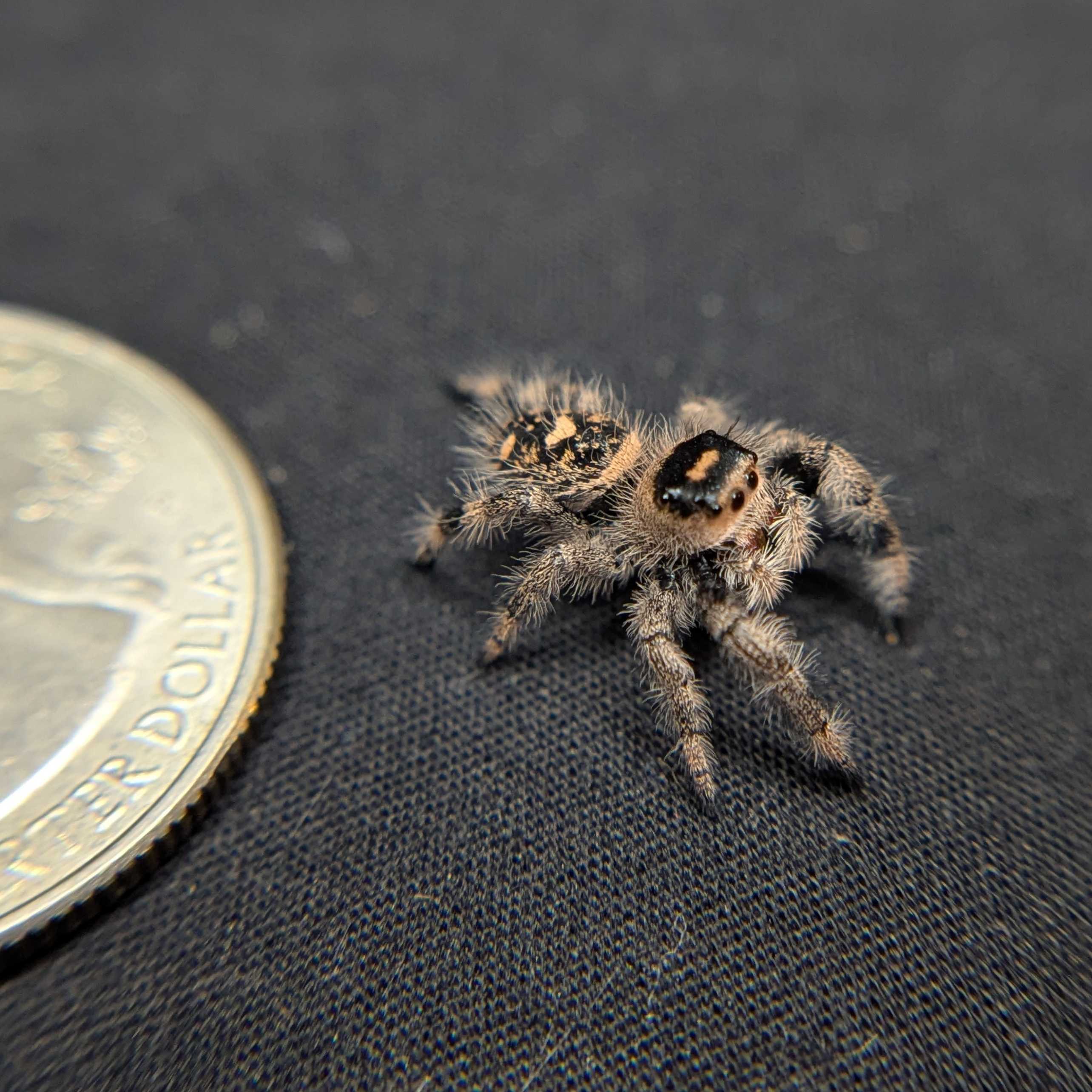 Regal Jumping Spider “Charm”
