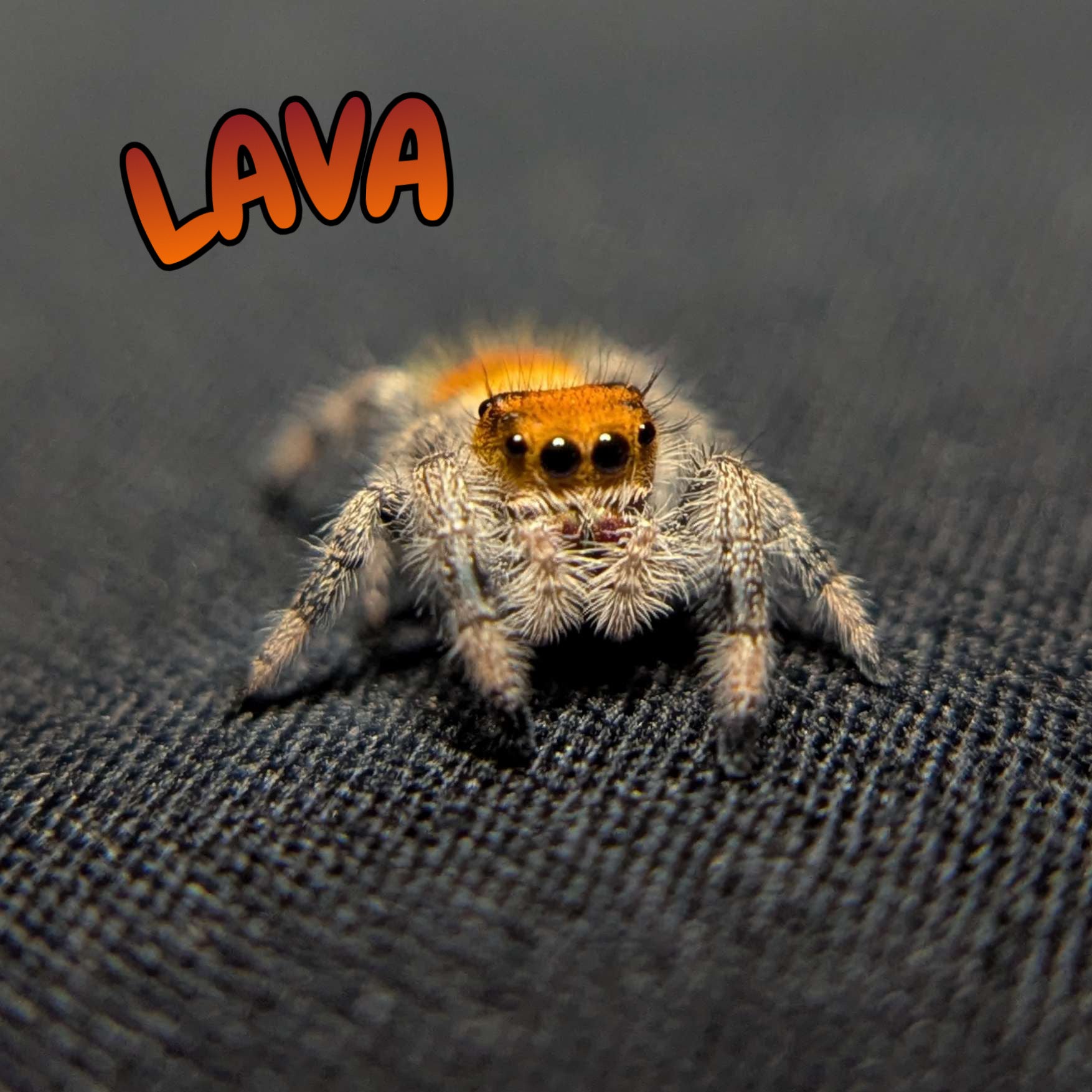 Regal Jumping Spider "Lava"