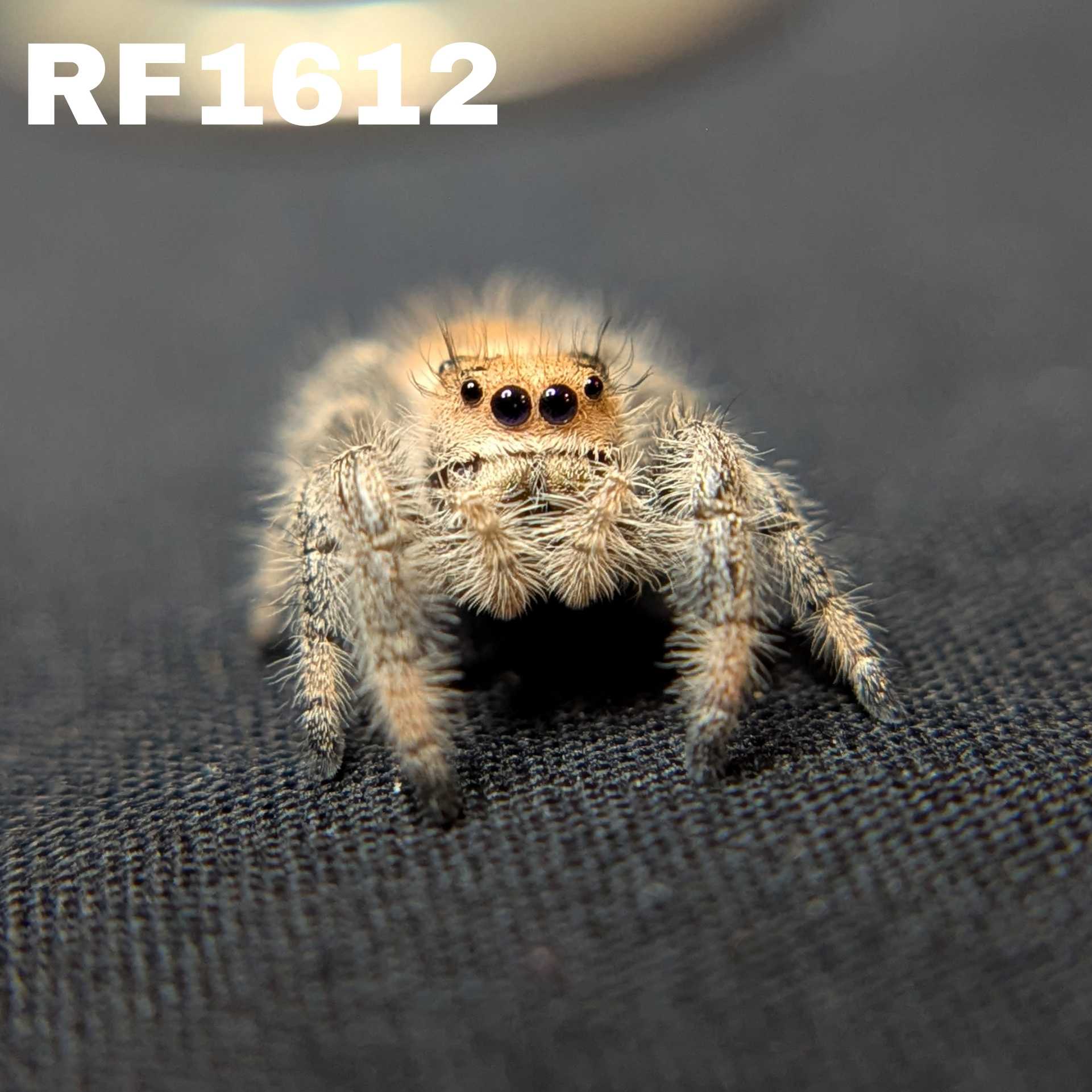 Regal Jumping Spider “Cake Batter”