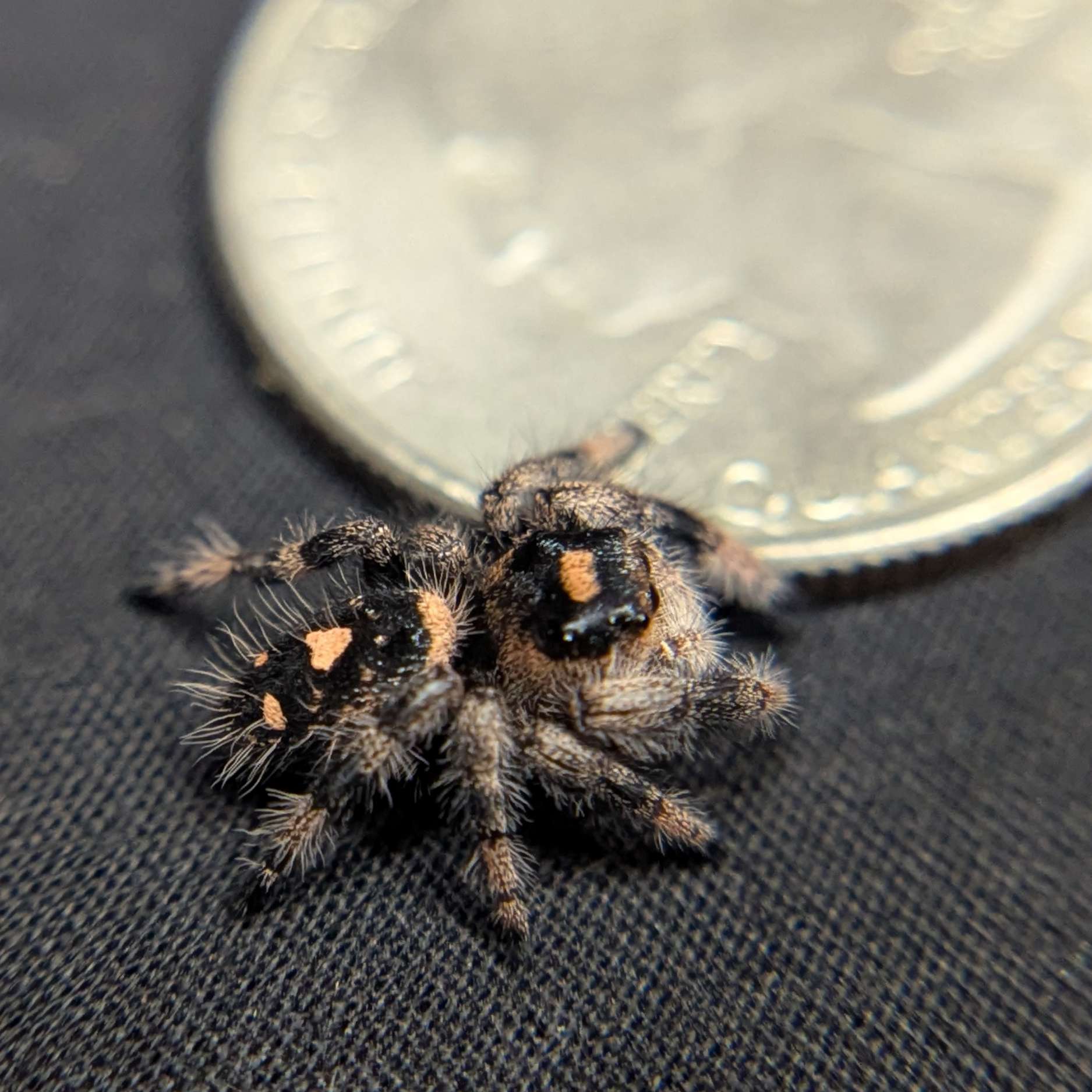 Regal Jumping Spider "Devil"