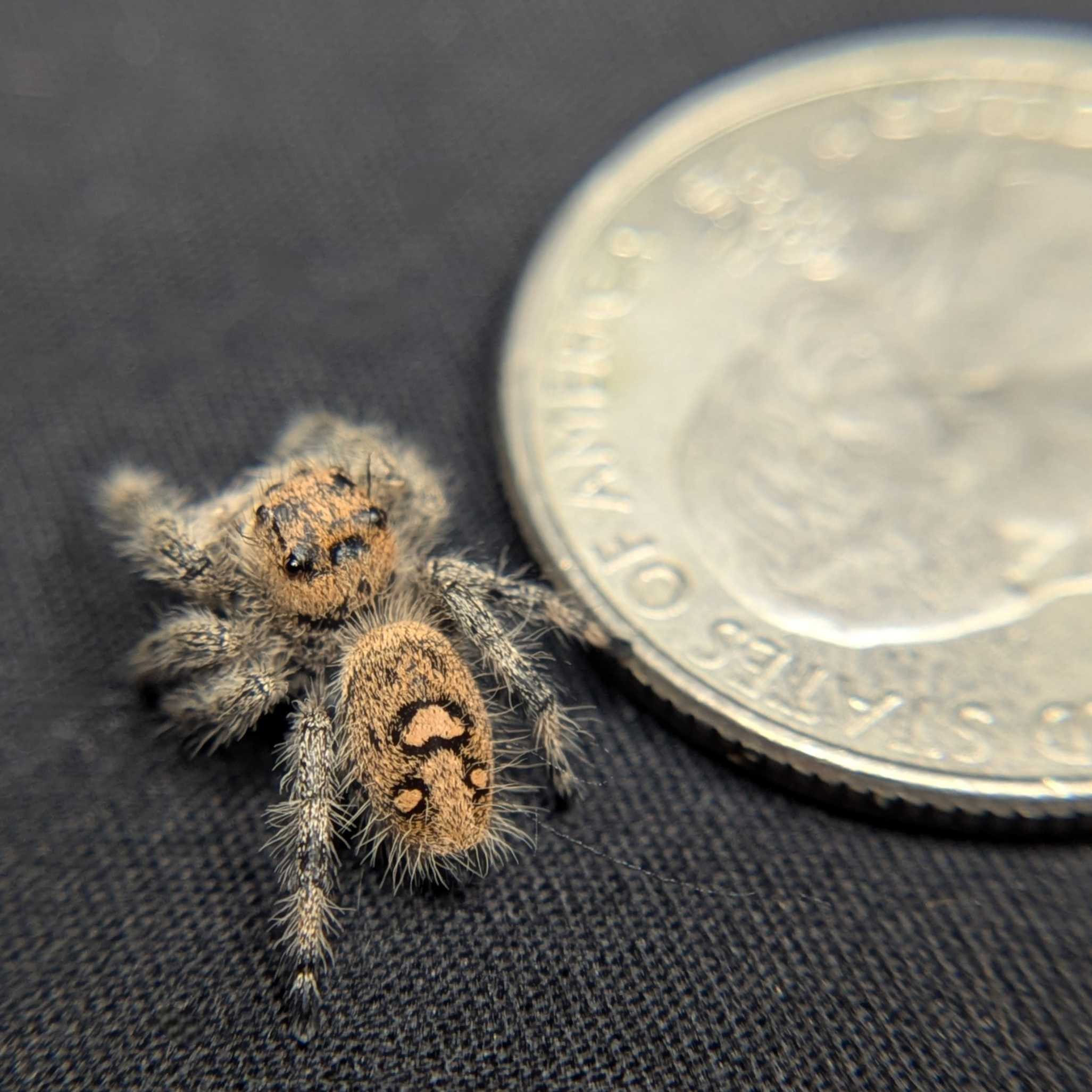 Regal Jumping Spider “Prancer”