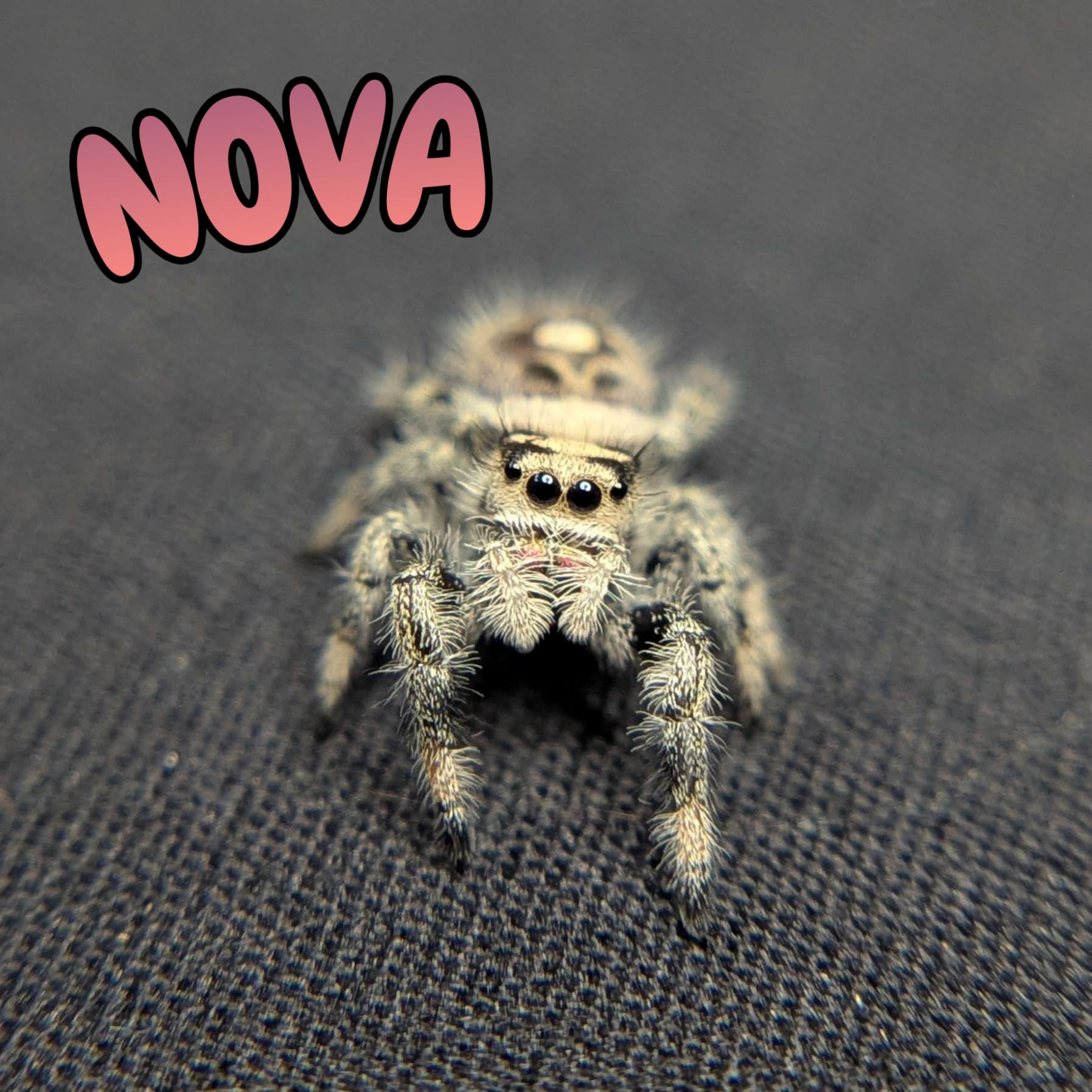 Regal Jumping Spider “Nova”