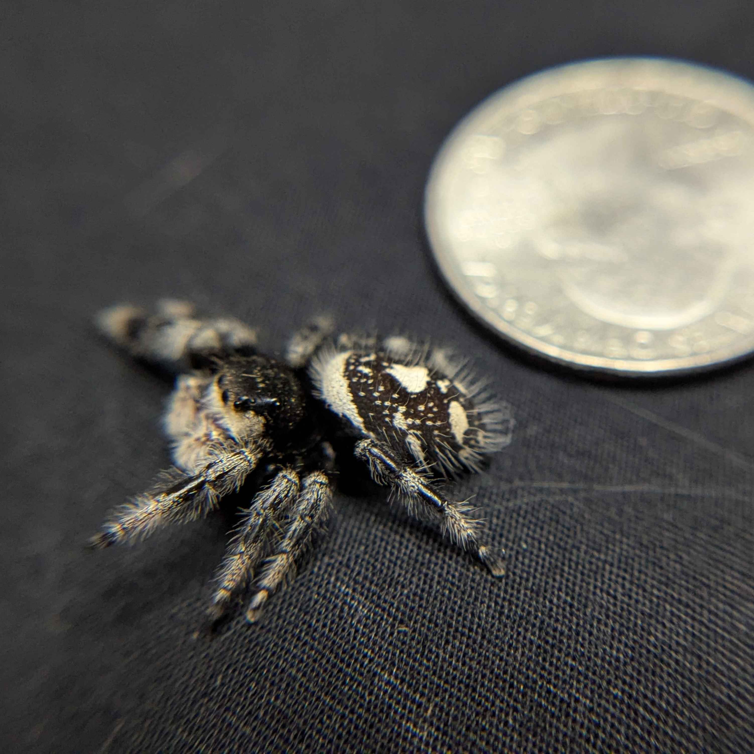Regal Jumping Spider “Vixen”