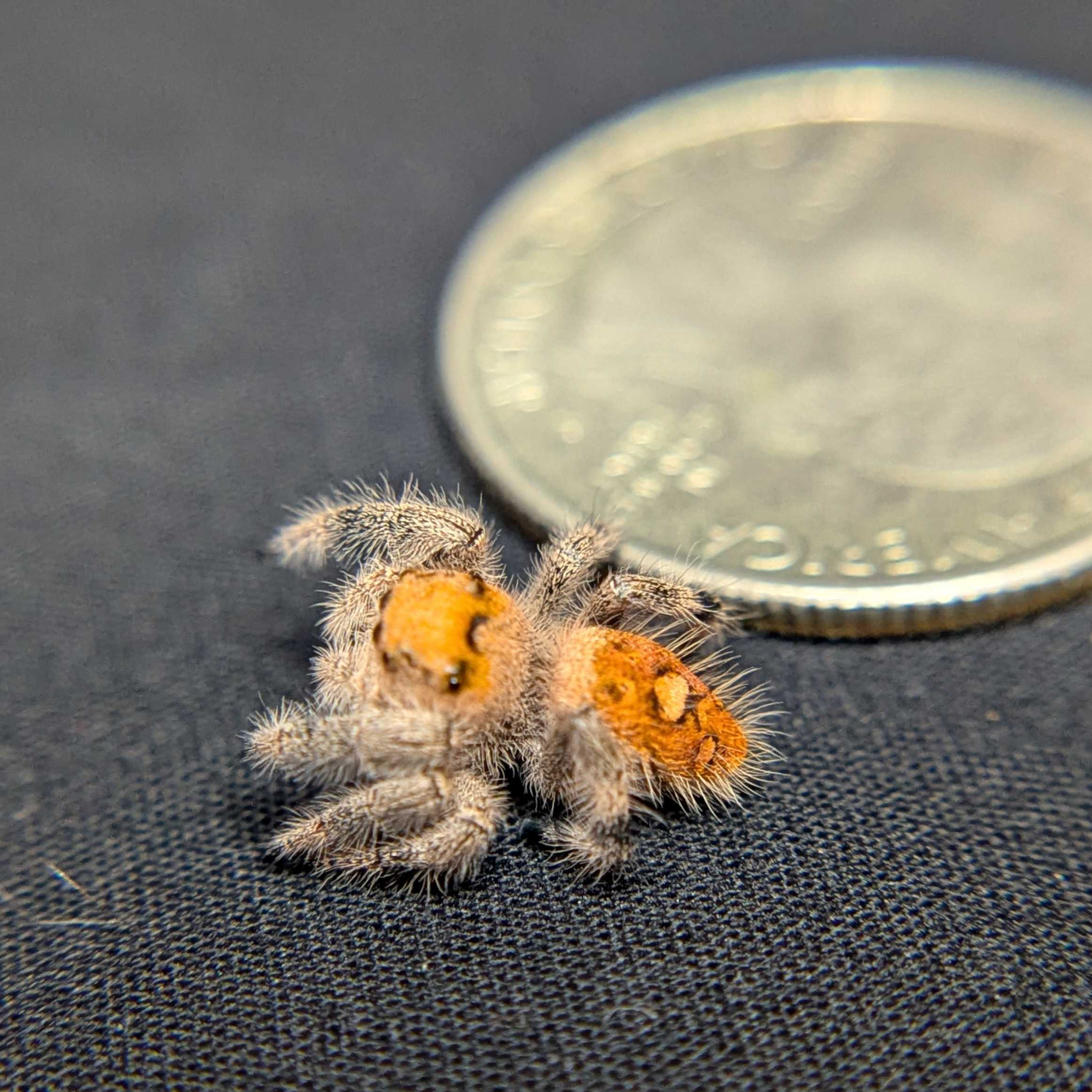 Regal Jumping Spider "Marmalade"