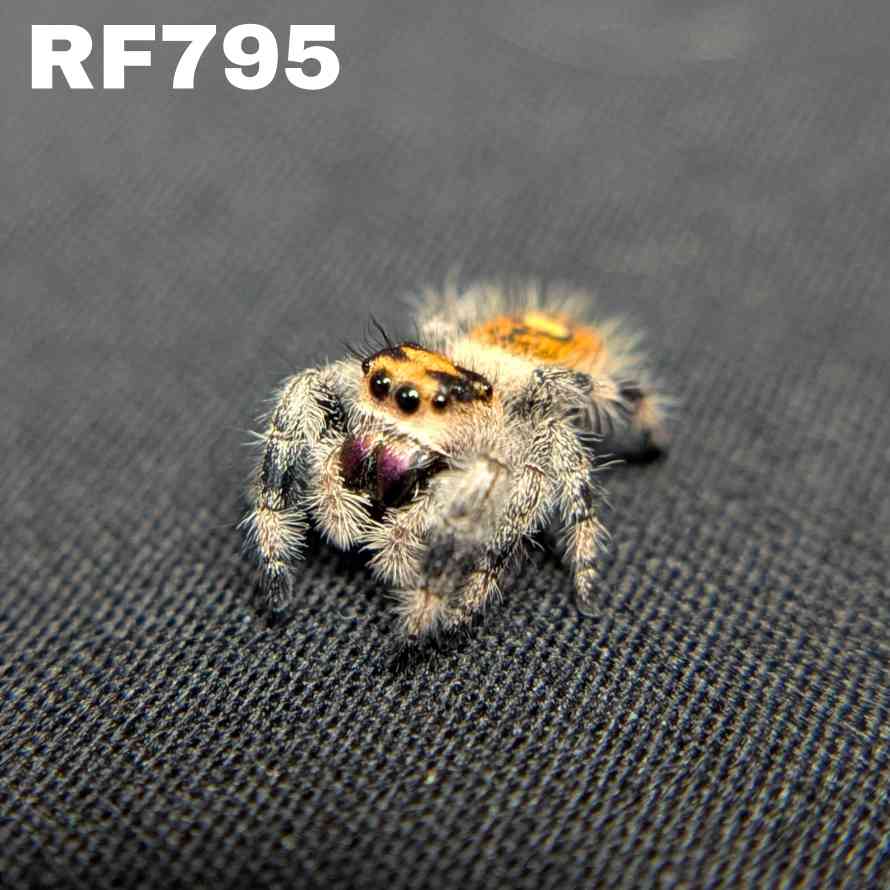 Regal Jumping Spider "Raspberry"