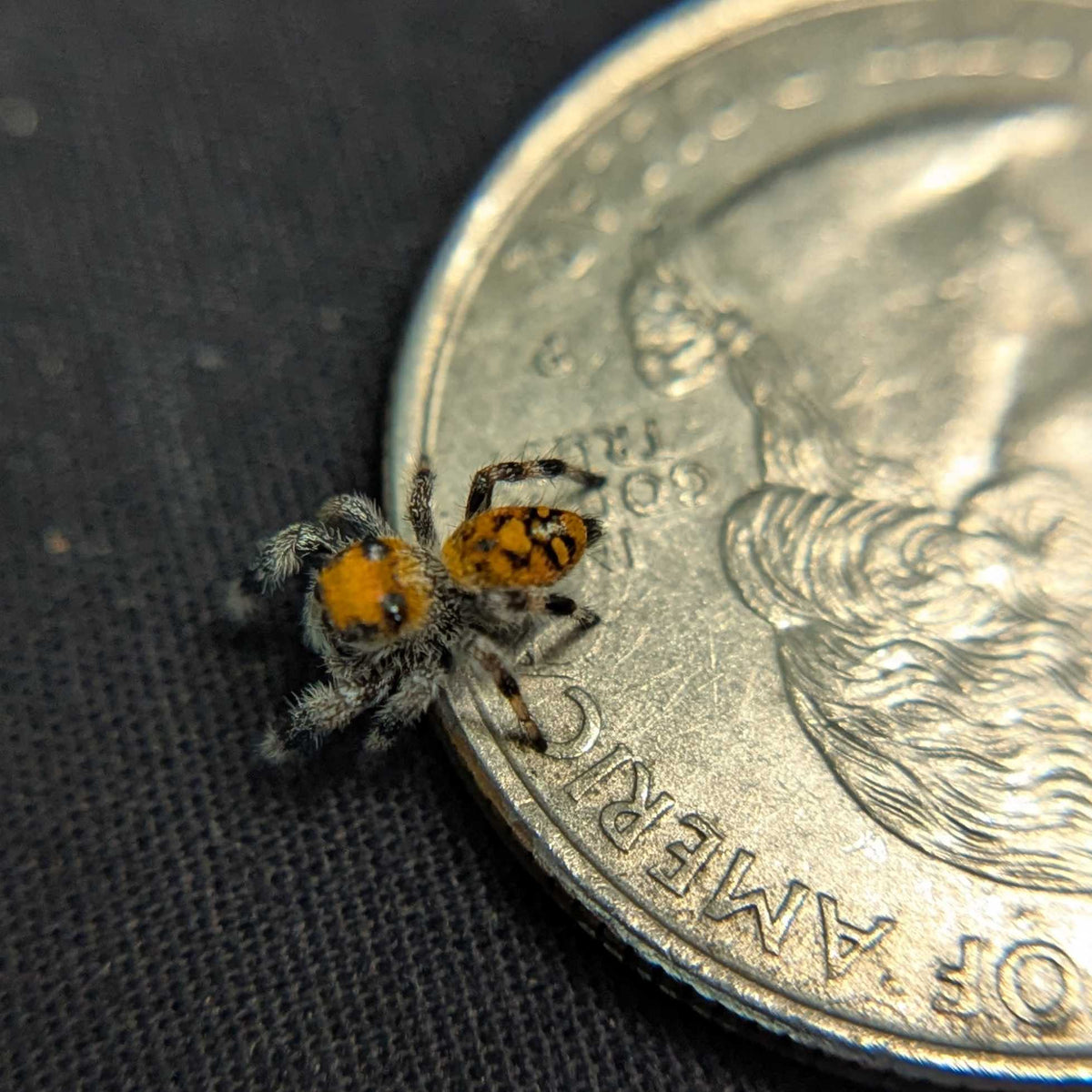 Regal Jumping Spider "Corn"