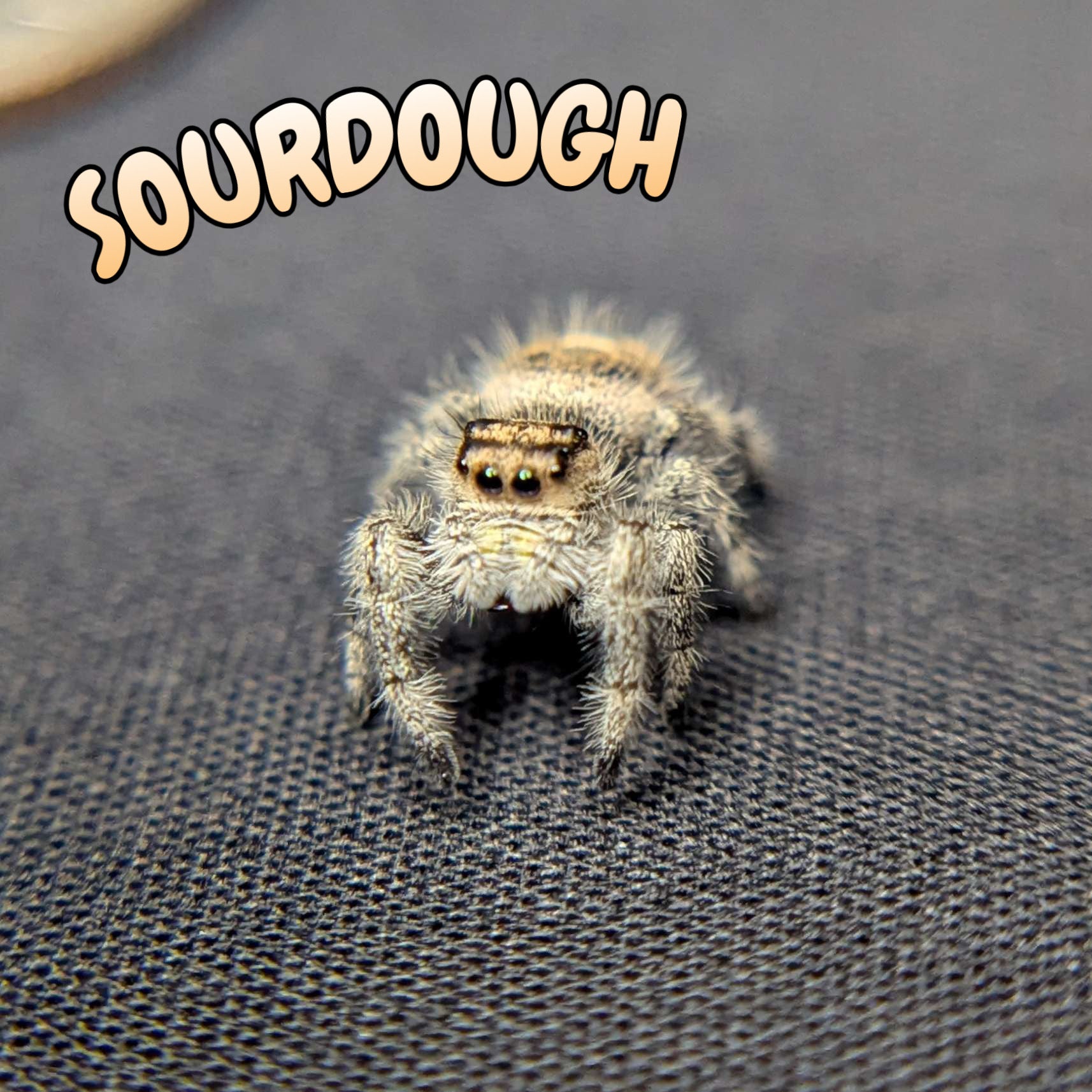 Regal Jumping Spider "Sourdough"