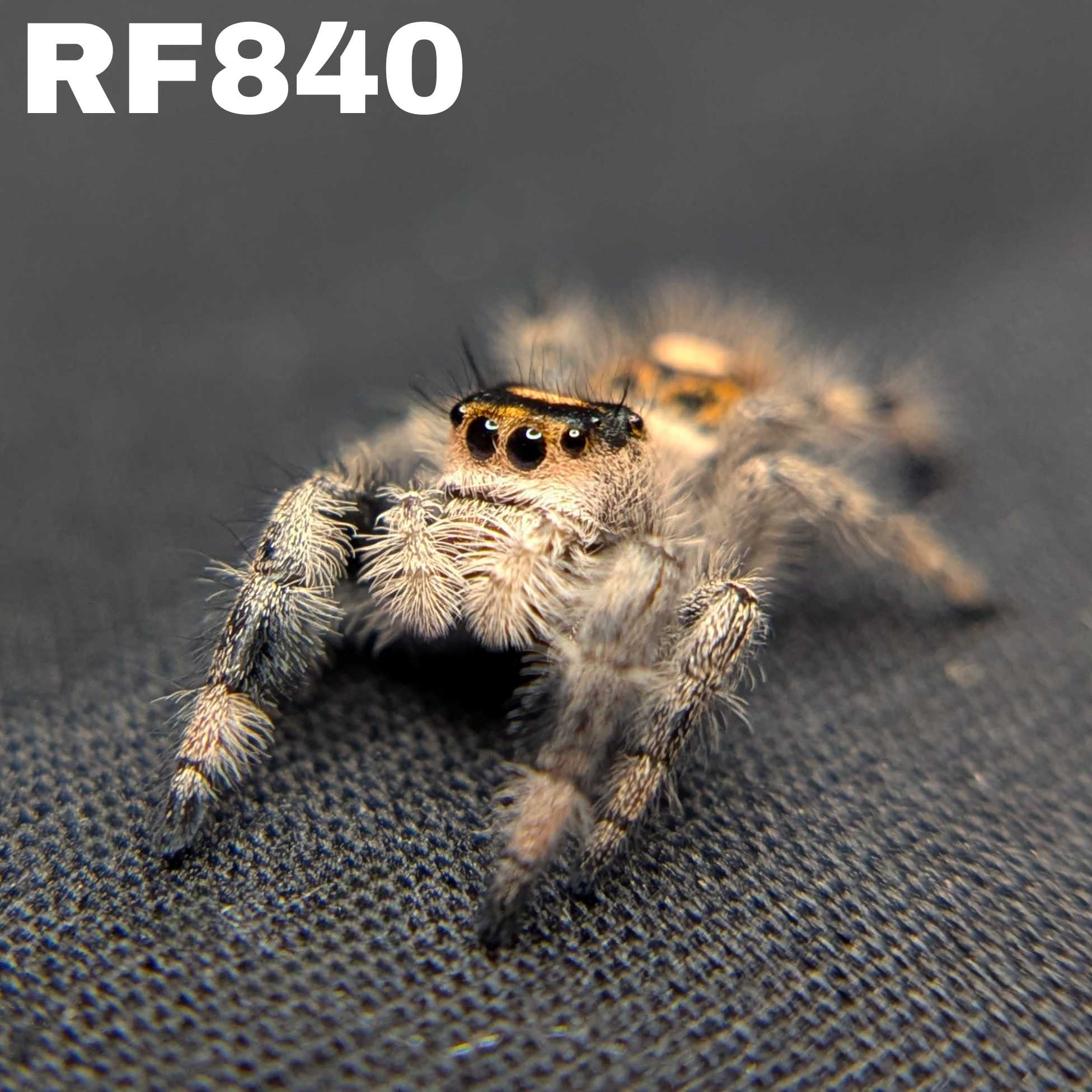 Regal Jumping Spider “Peanut Butter”