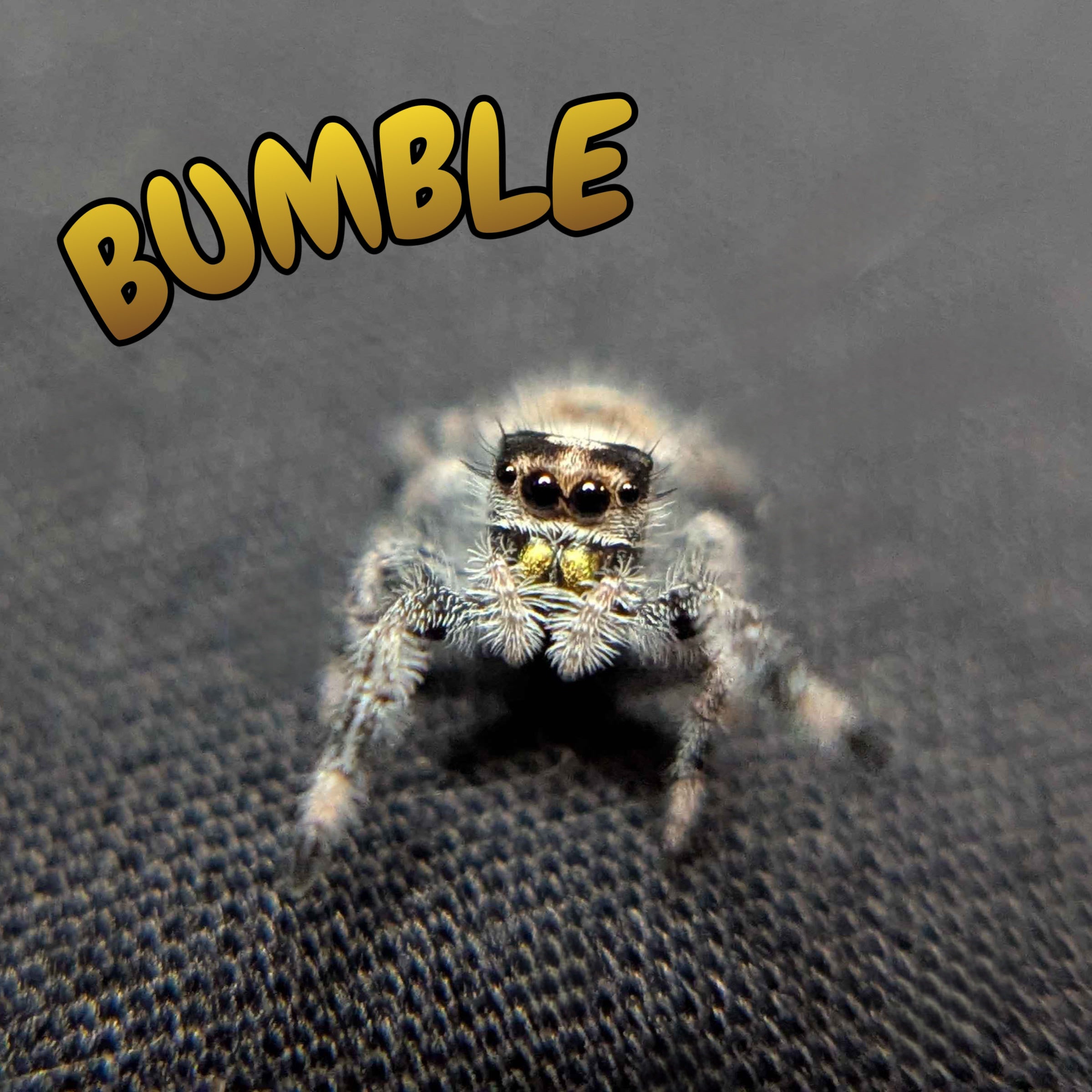 Female Regal Jumping Spider Bumble