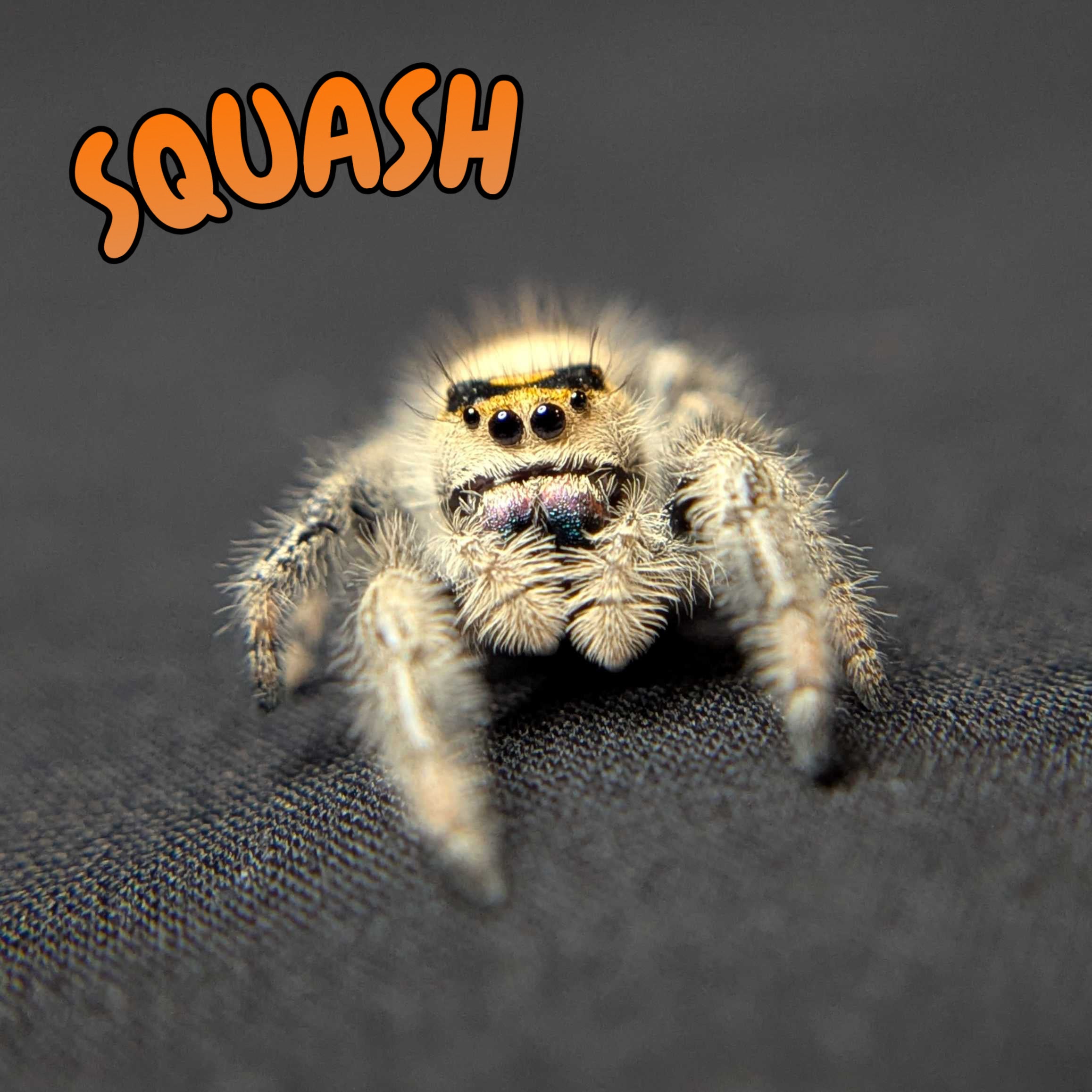 Regal Jumping Spider "Squash"