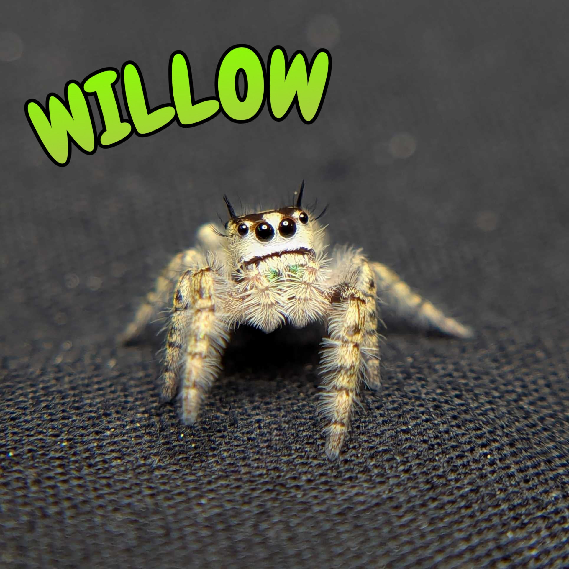 Female Otiosus Jumping Spider Willow