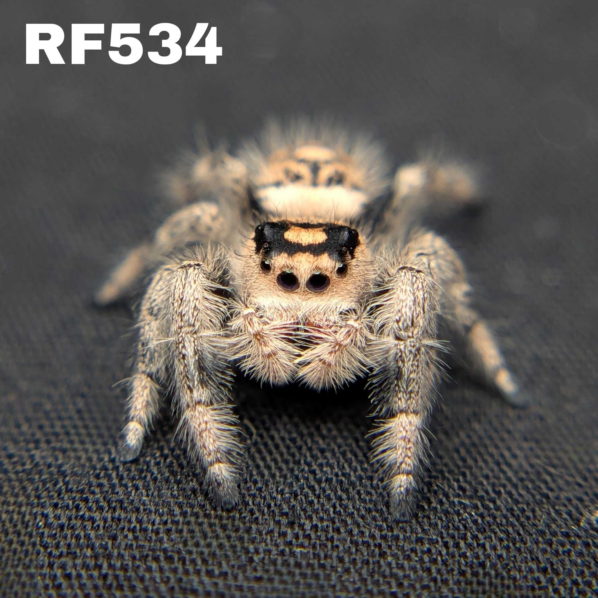 Regal Jumping Spider "Mango Puff"