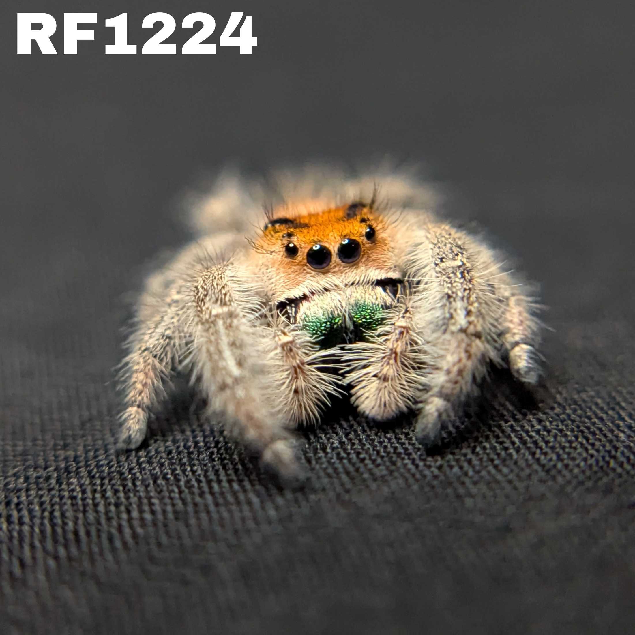 Regal Jumping Spider "Limeade"