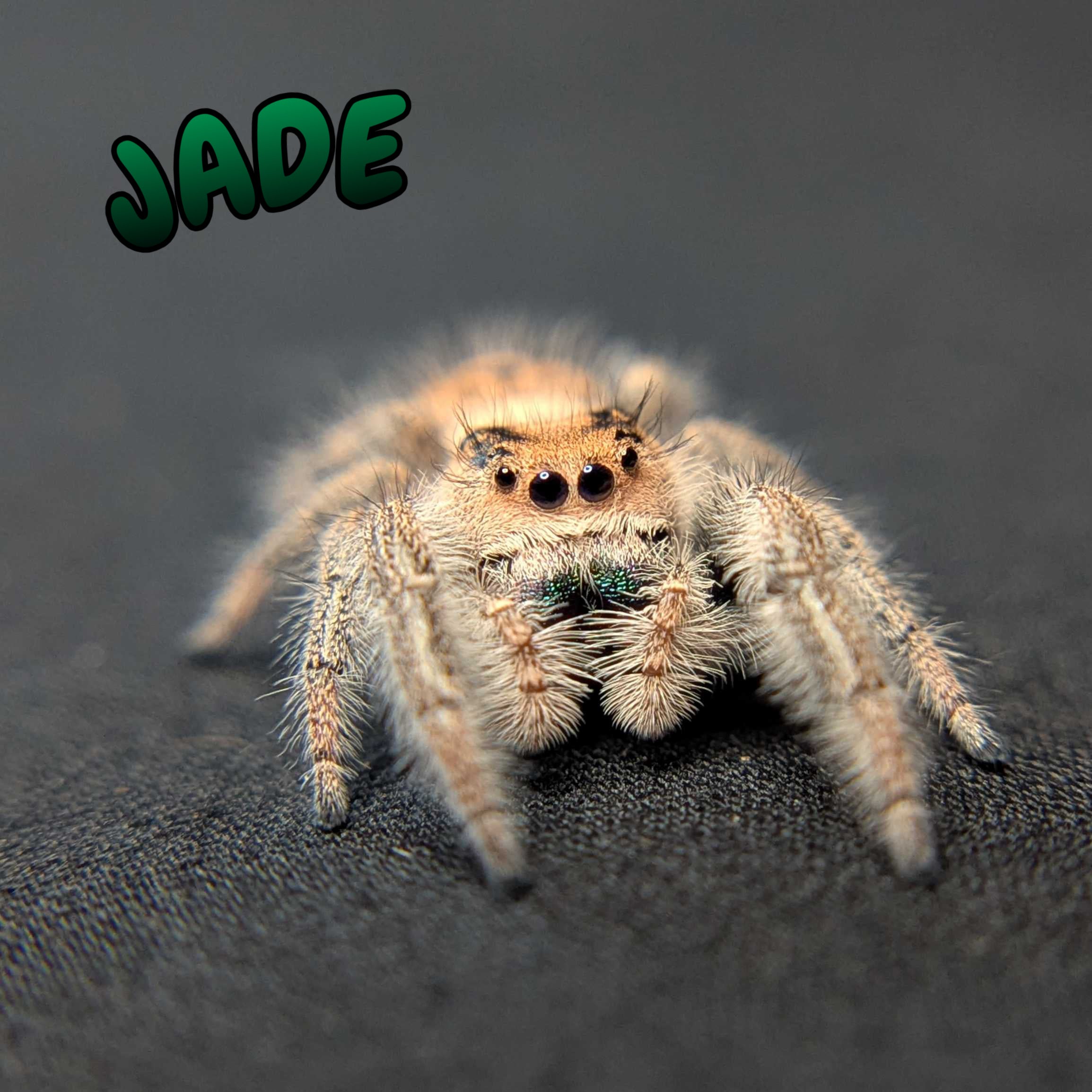 Regal Jumping Spider "Jade"