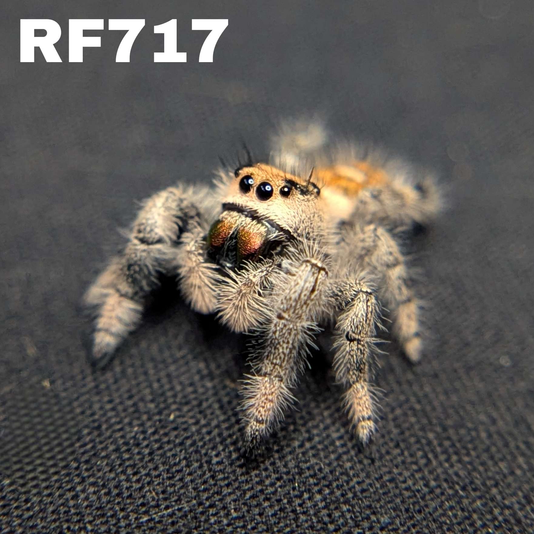 Regal Jumping Spider "Mango"