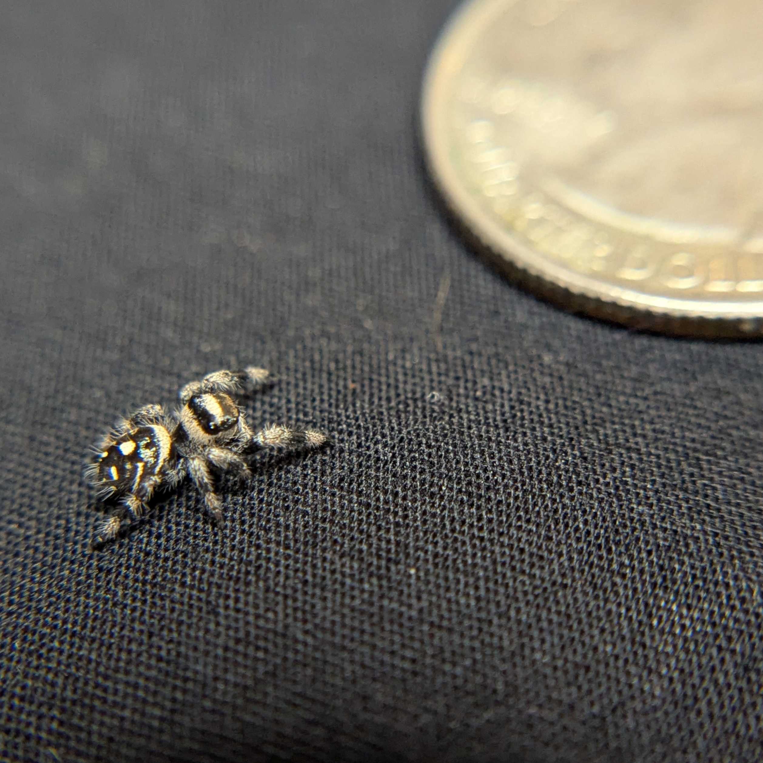 Regal Jumping Spider "Golden"