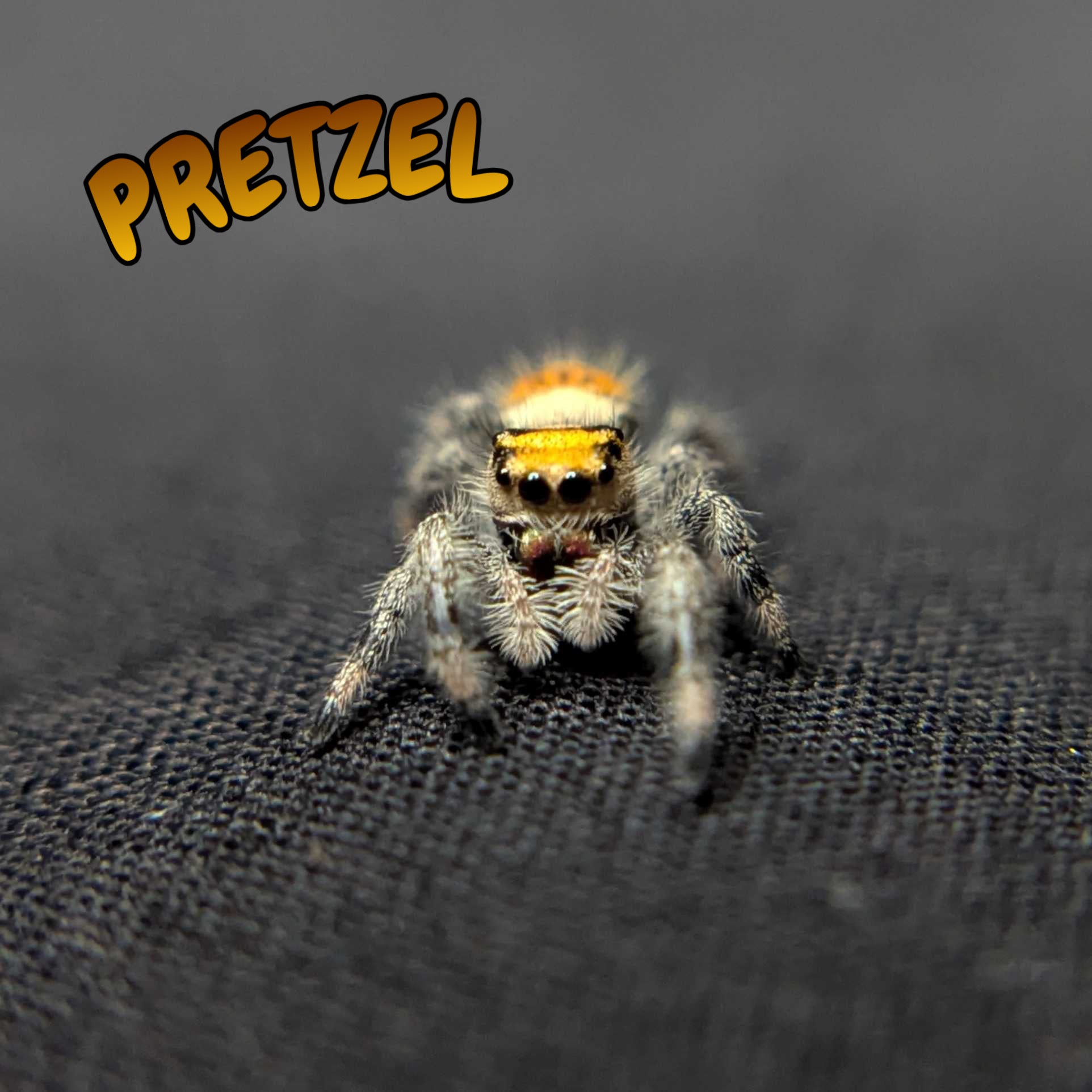 Regal Jumping Spider "Pretzel"