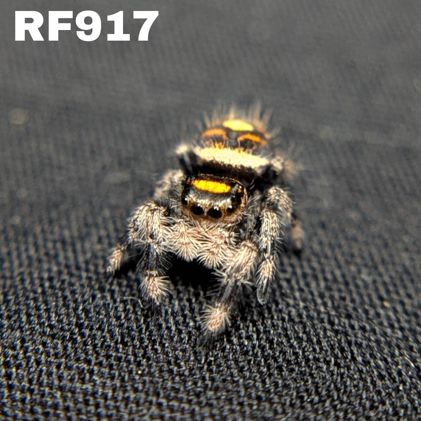 Regal Jumping Spider "Sunflower"
