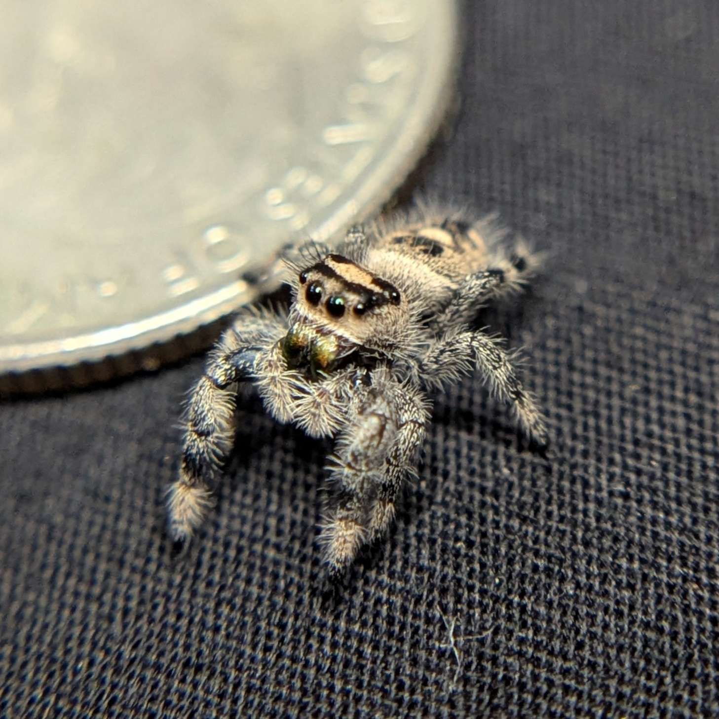 Regal Jumping Spider "Potato"