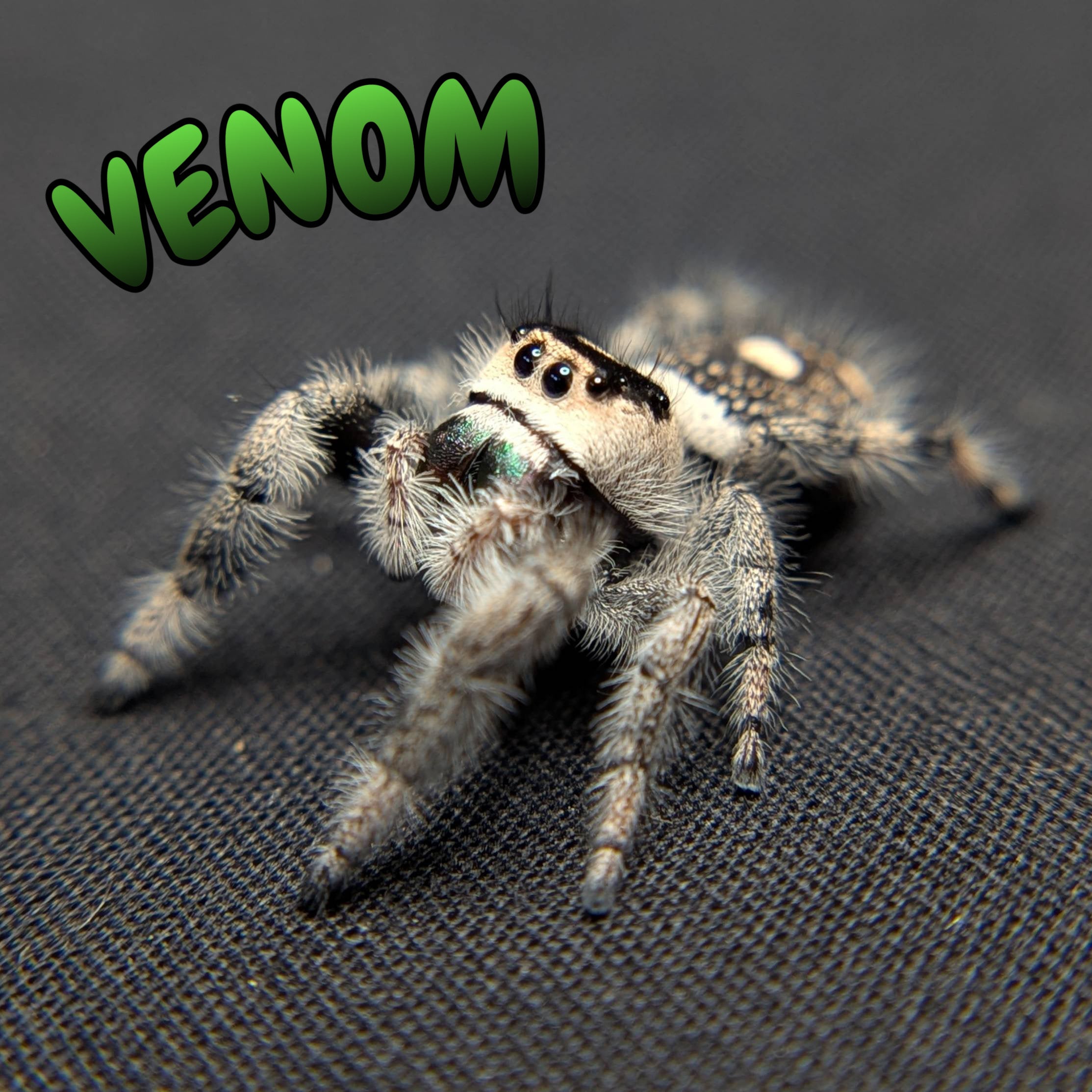 Female Regal Jumping Spider Venom