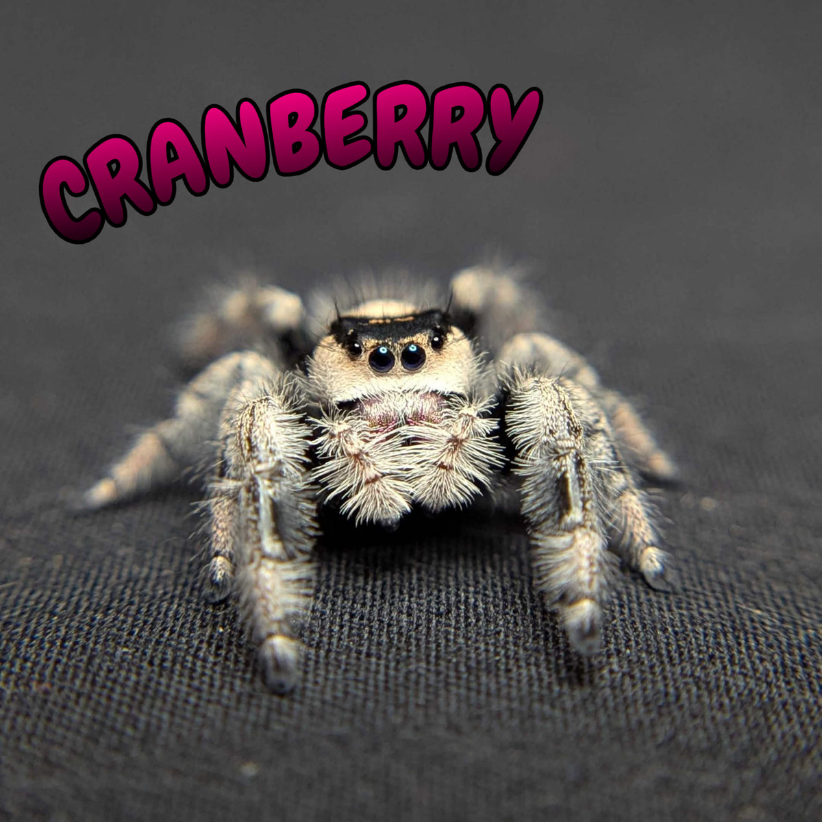Regal Jumping Spider "Cranberry"