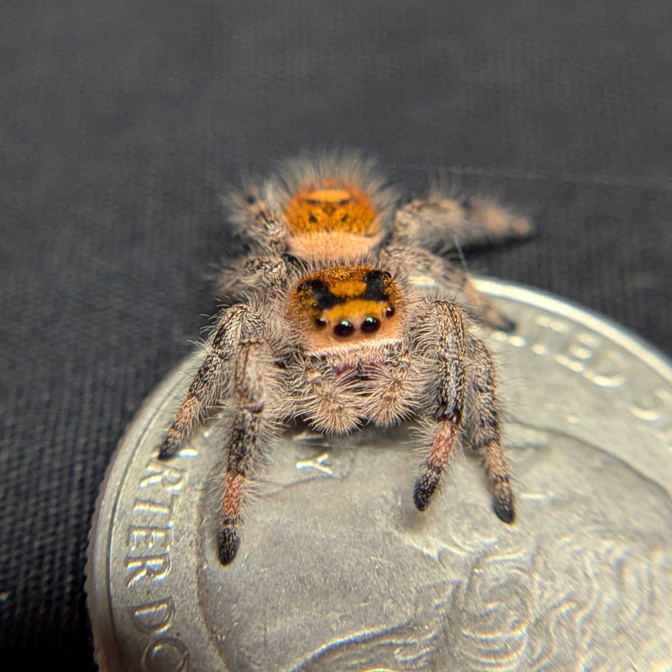 Regal Jumping Spider "Citrine"
